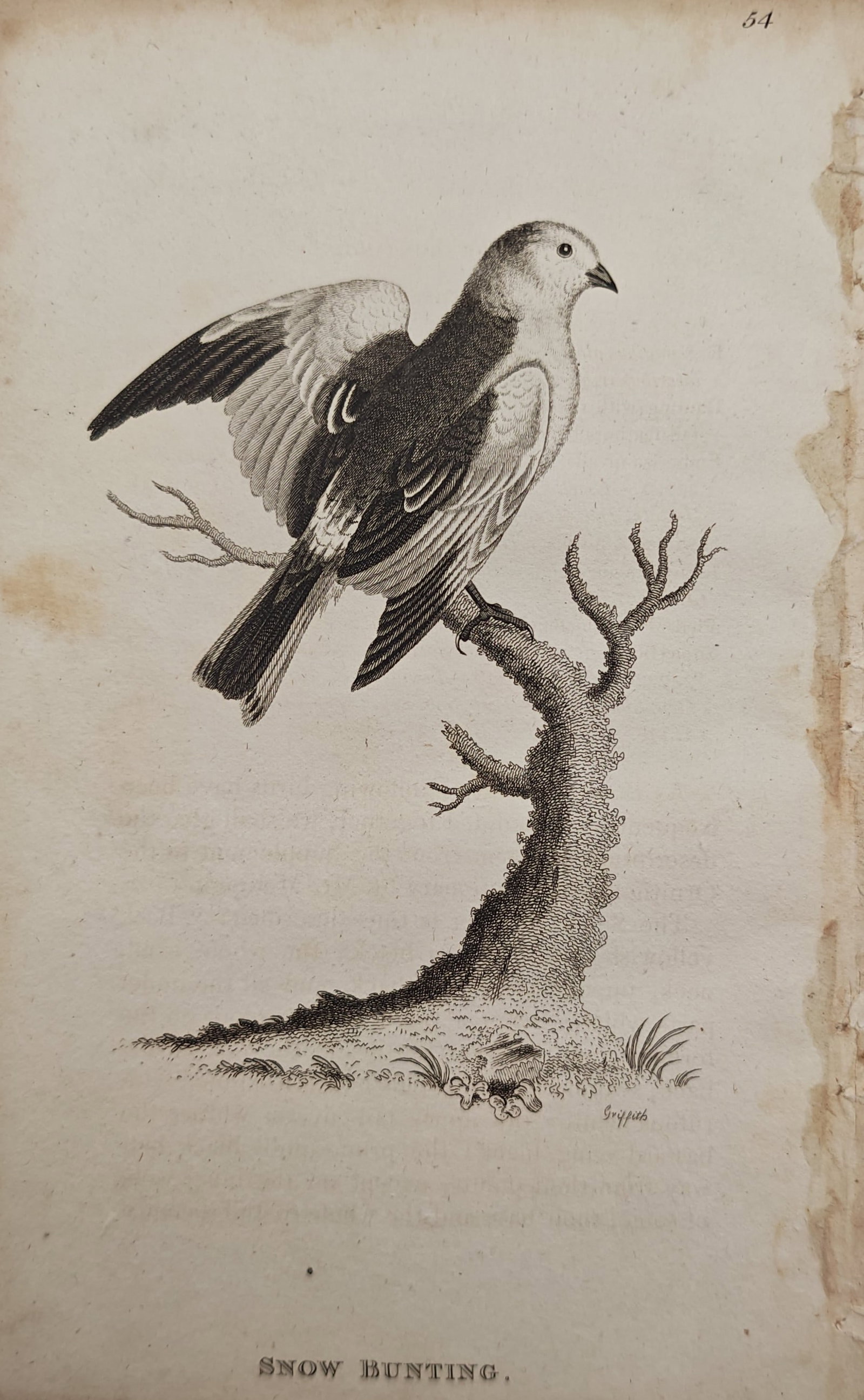 Edward Griffith – Snow Bunting – Engraving (19th Century): "Snow Bunting" presents an ornithological study depicting an Arctic songbird with raised wings perched on a gnarled tree stump. This natural history illustration was published as a copperplate engravi