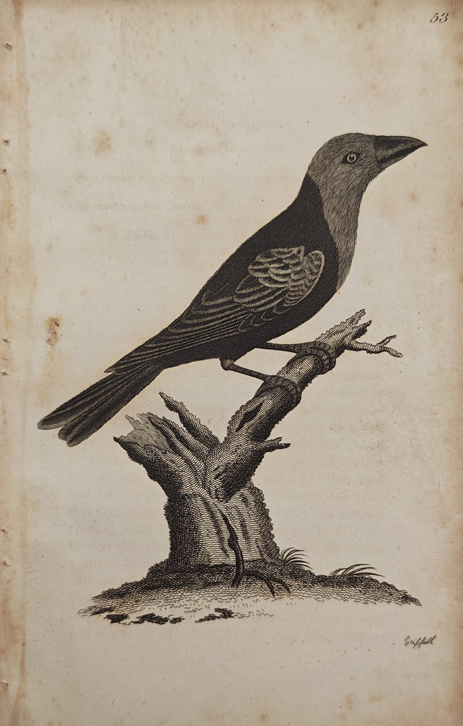 Edward Griffith – Abyssinian Hyreus – Engraving (19th Century) (1 of 2)