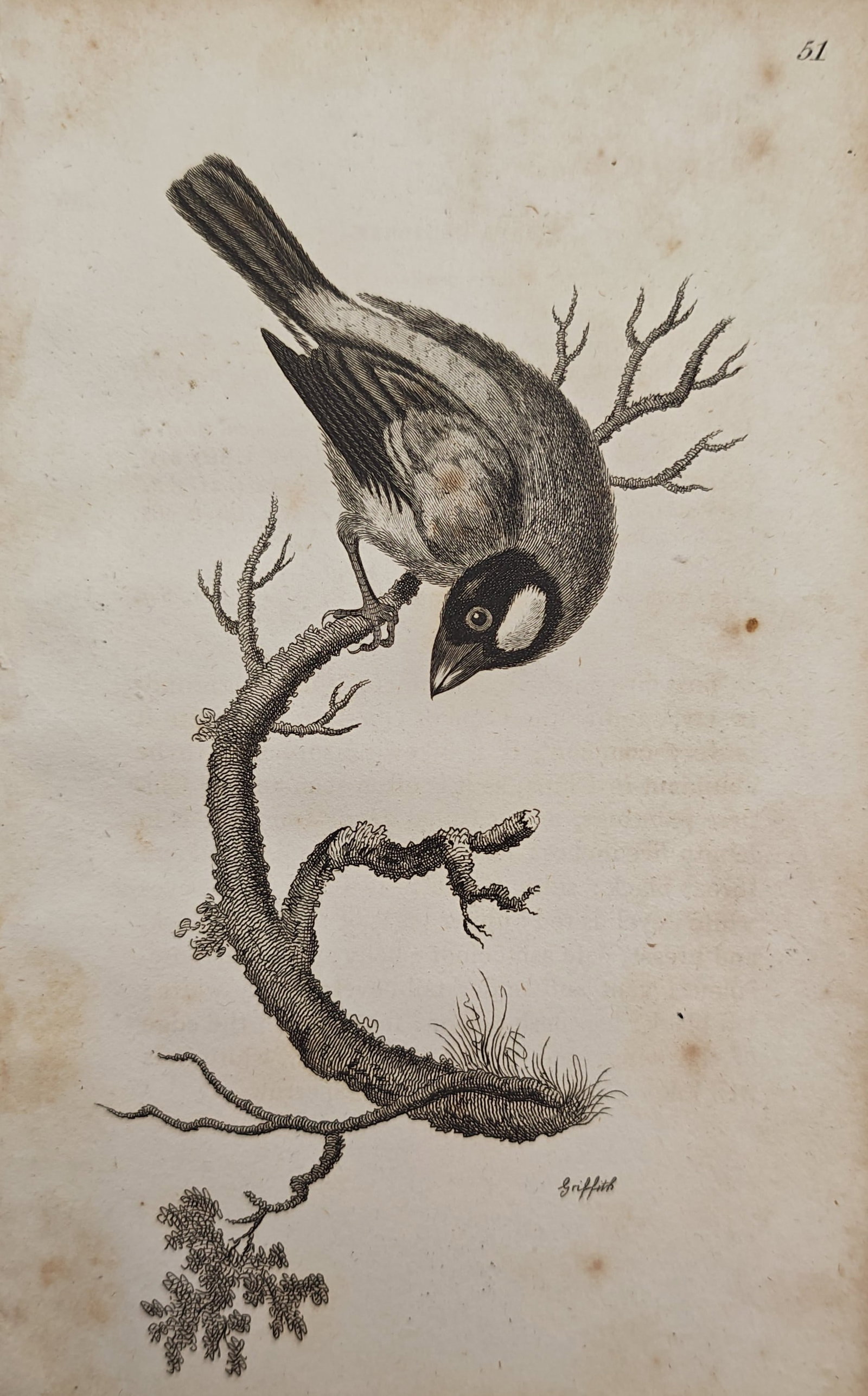 Edward Griffith – Java Grosbeak – Engraving (19th Century) (1 of 2)
