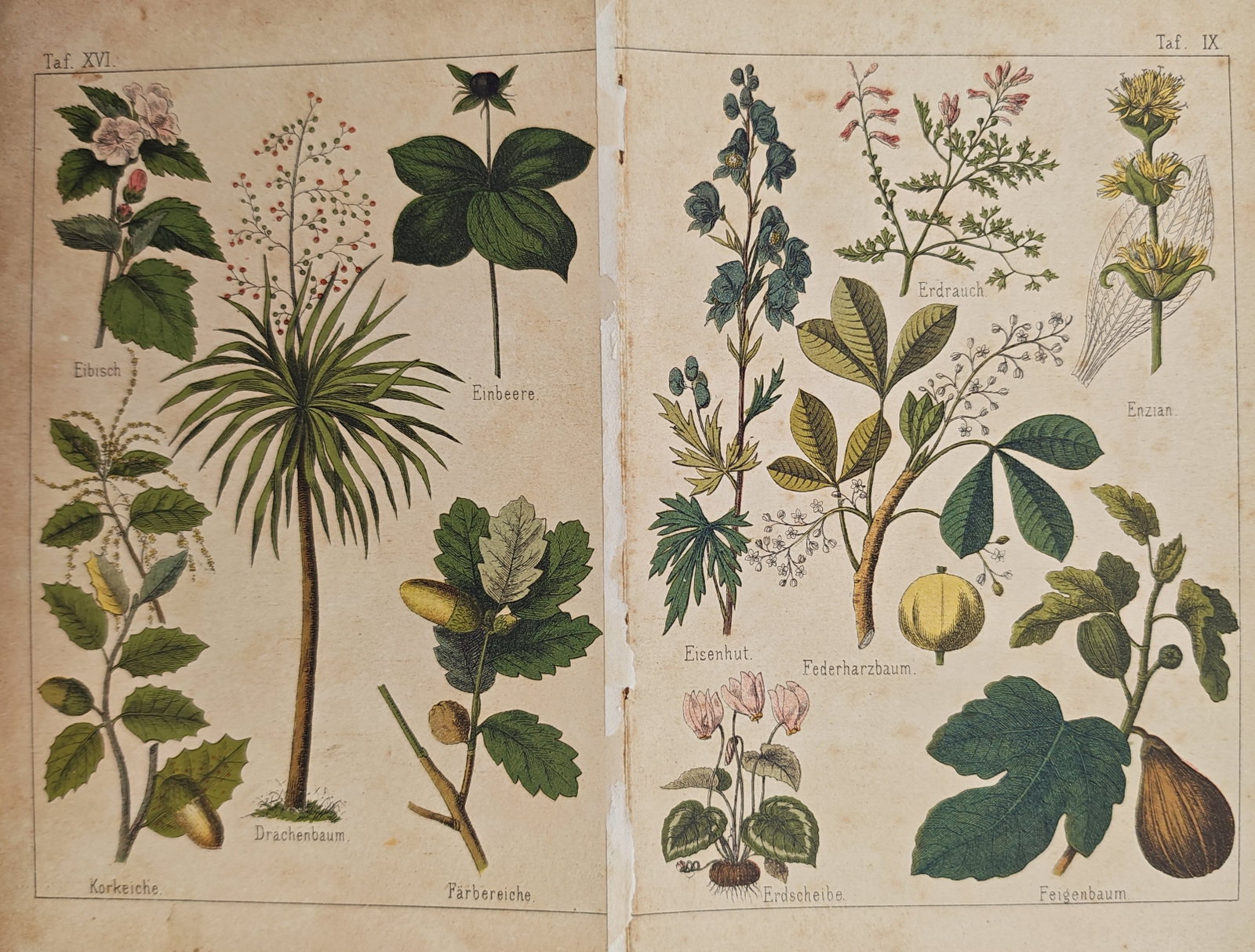 Gotthilf Heinrich von Schubert – Botanical Compendium Plates – Lithograph (19th Century) (1 of 2)
