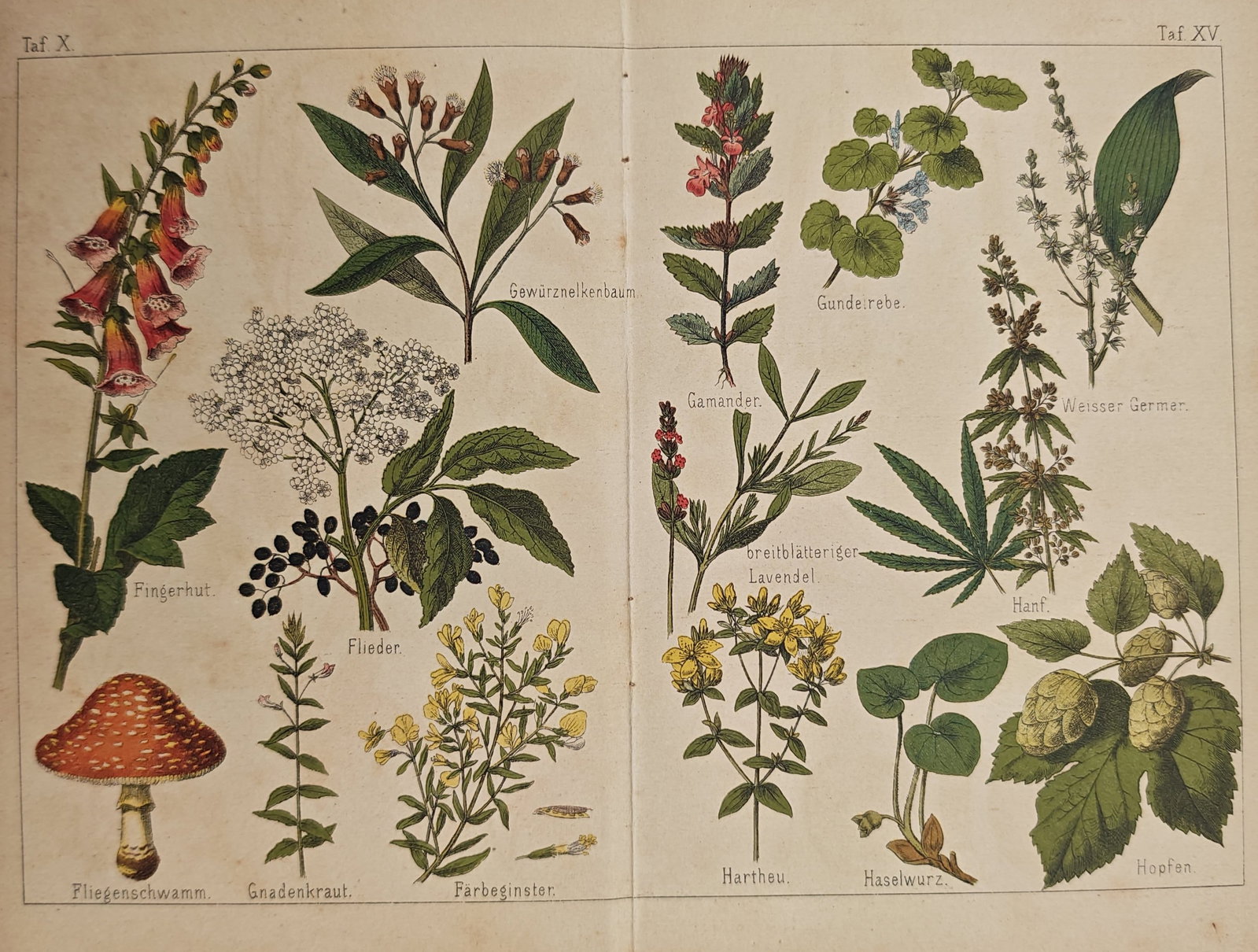 Gotthilf Heinrich von Schubert – Botanical Compendium Plates X & XV – Lithograph (19th Century) (1 of 2)