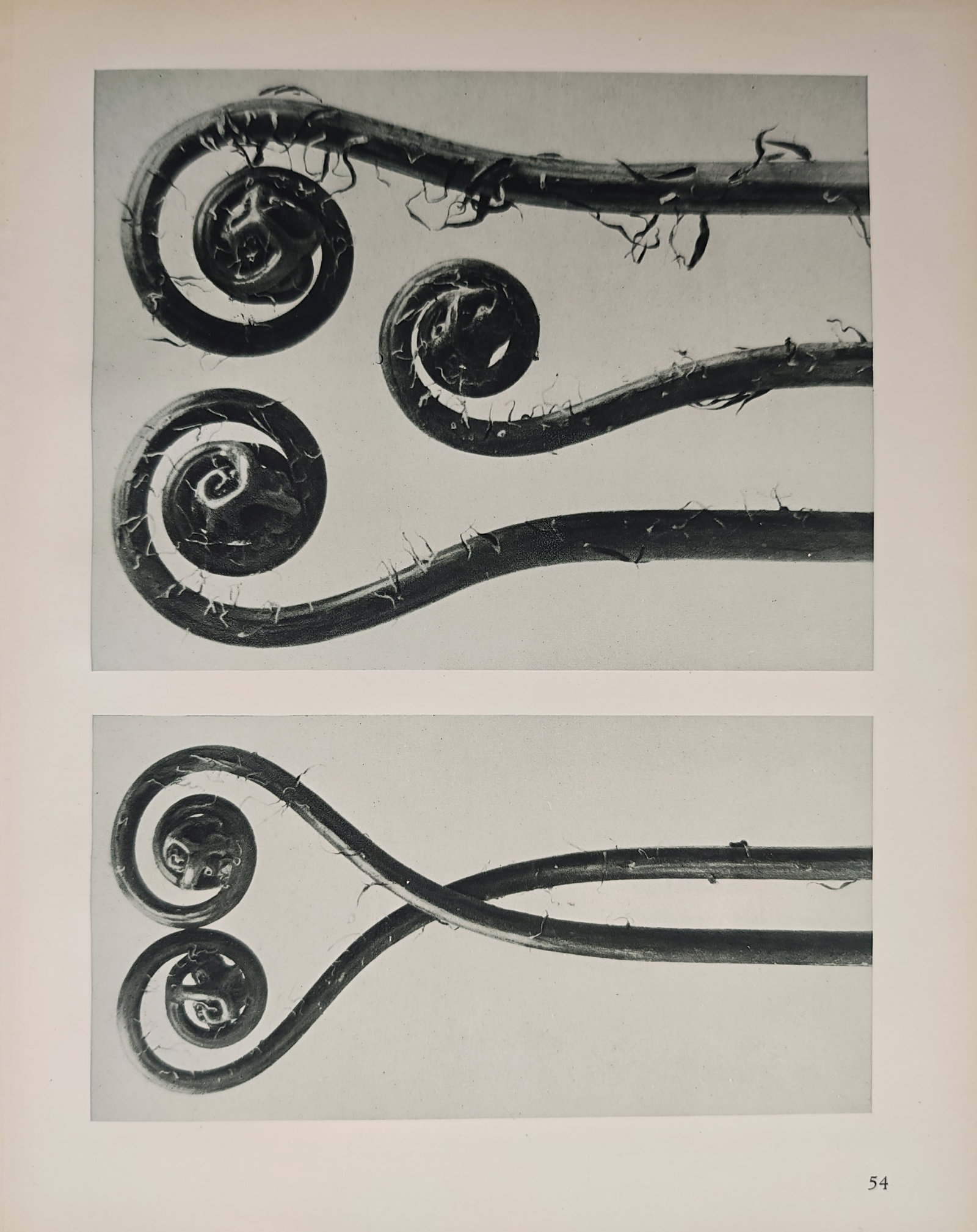 Karl Blossfeldt, after – Fern Crosiers (Adiantum pedatum) – Offset print (20th Century) (1 of 2)
