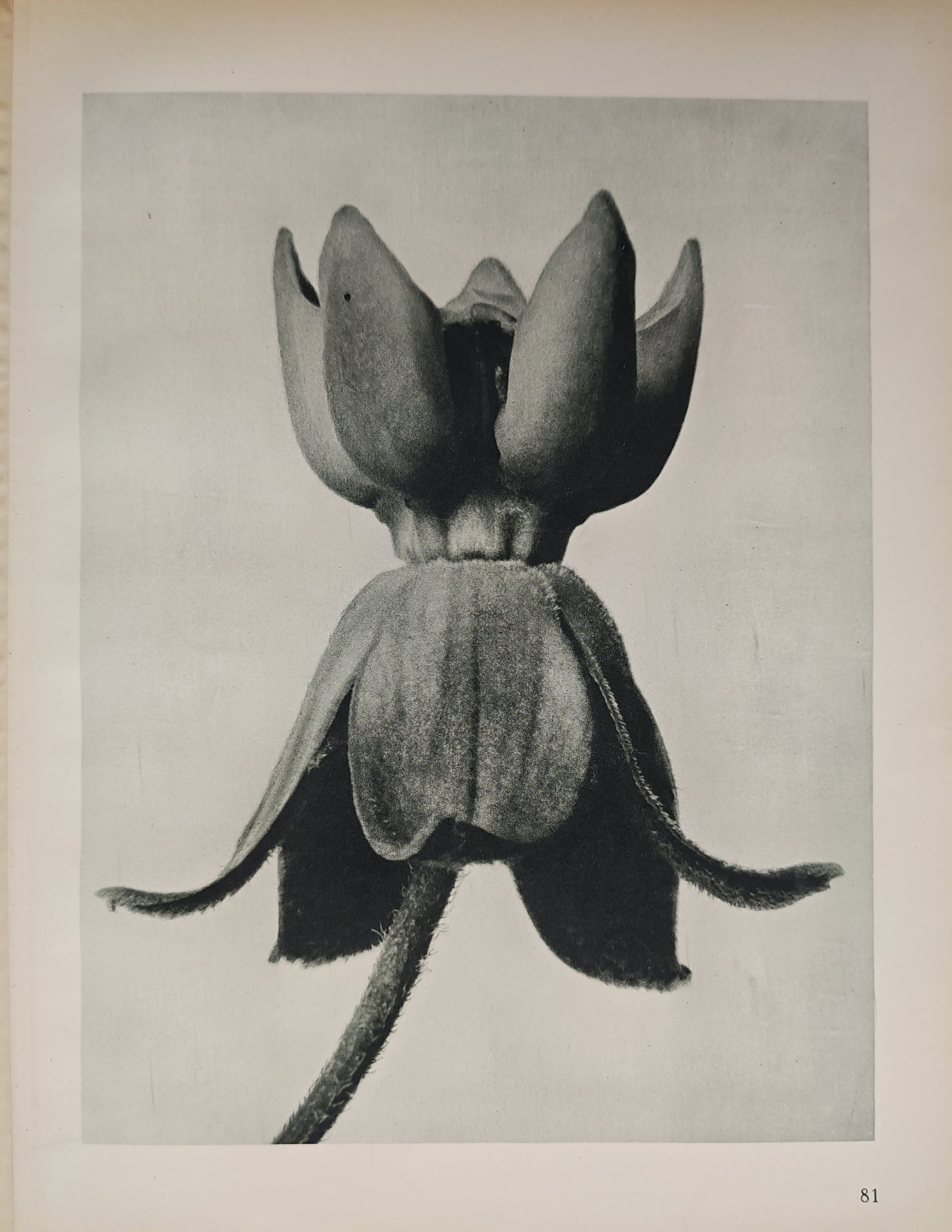 Karl Blossfeldt, after – Pasque Flower Seed Capsule – Offset print (20th Century) (1 of 2)