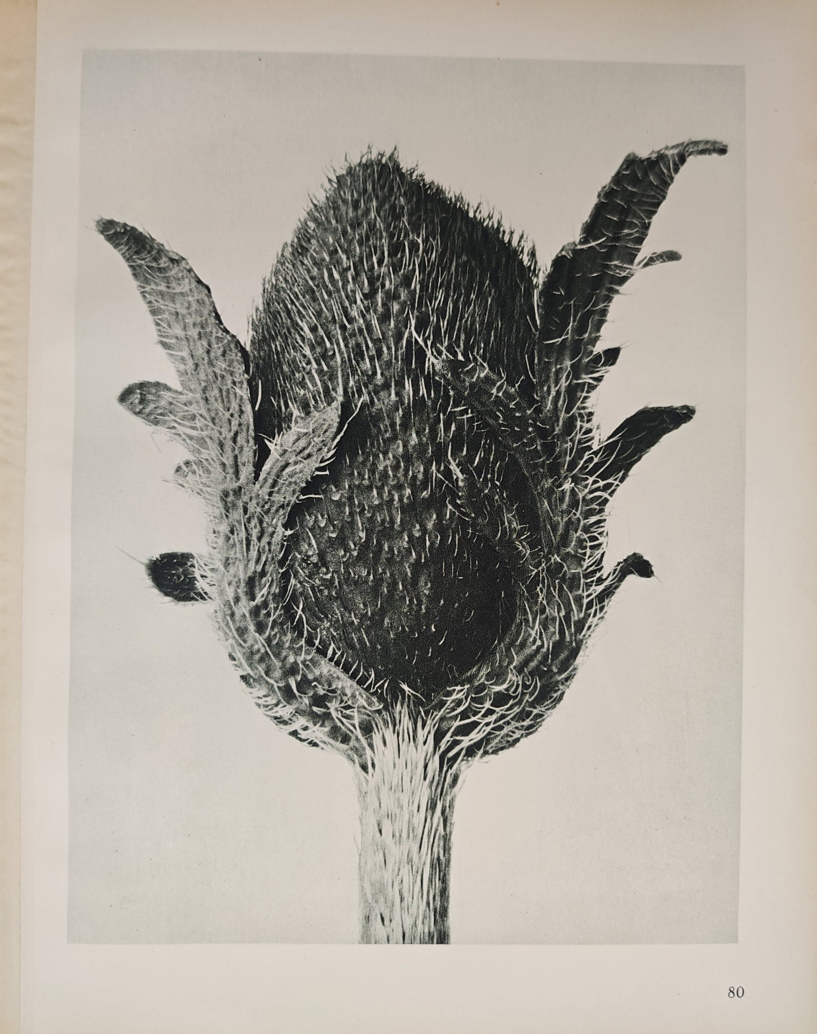 Karl Blossfeldt, after – Oriental Poppy Bud – Offset print (20th Century) (1 of 2)