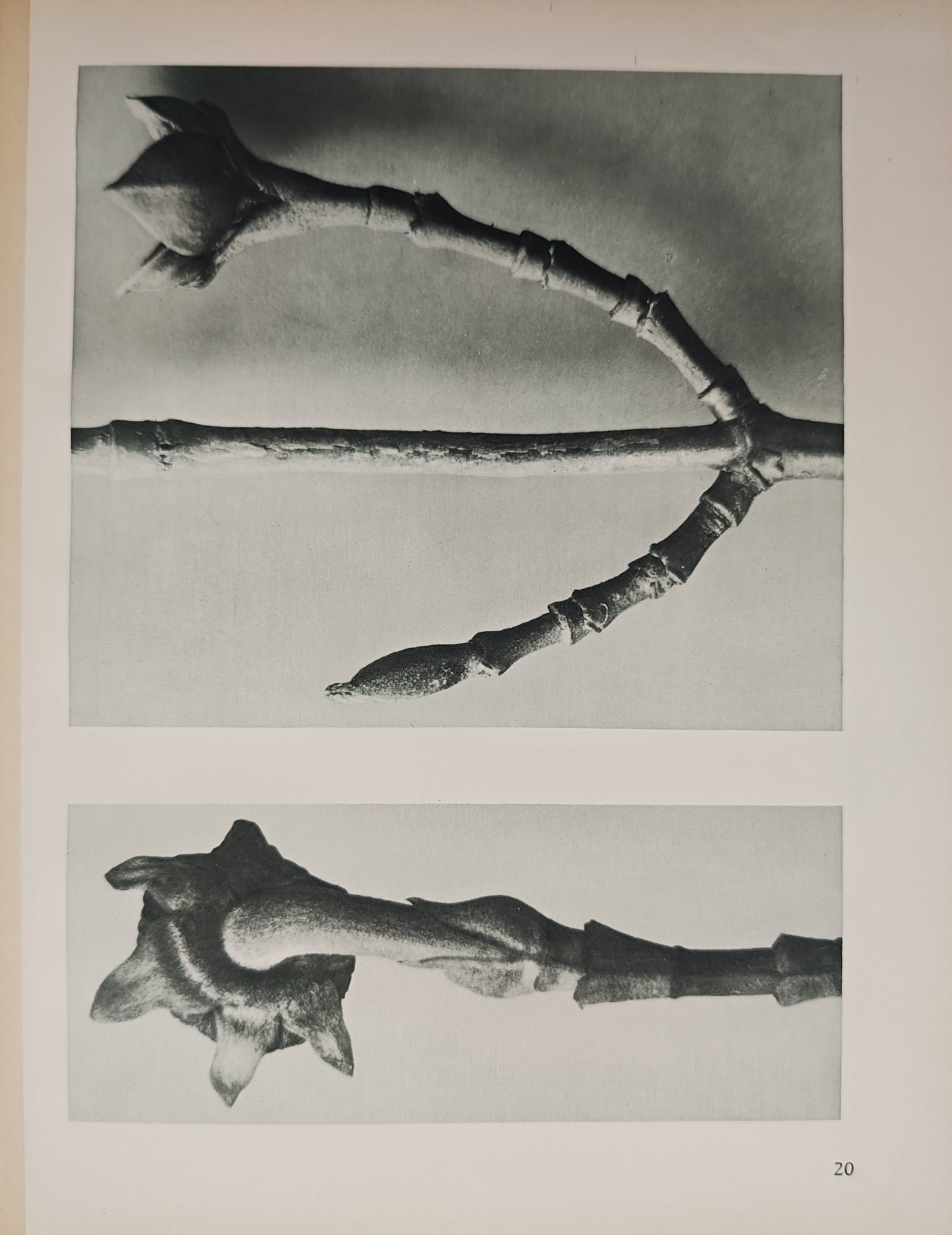 Karl Blossfeldt, after – Flowering Ash and Spindle Tree Buds – Offset print (20th Century) (1 of 2)