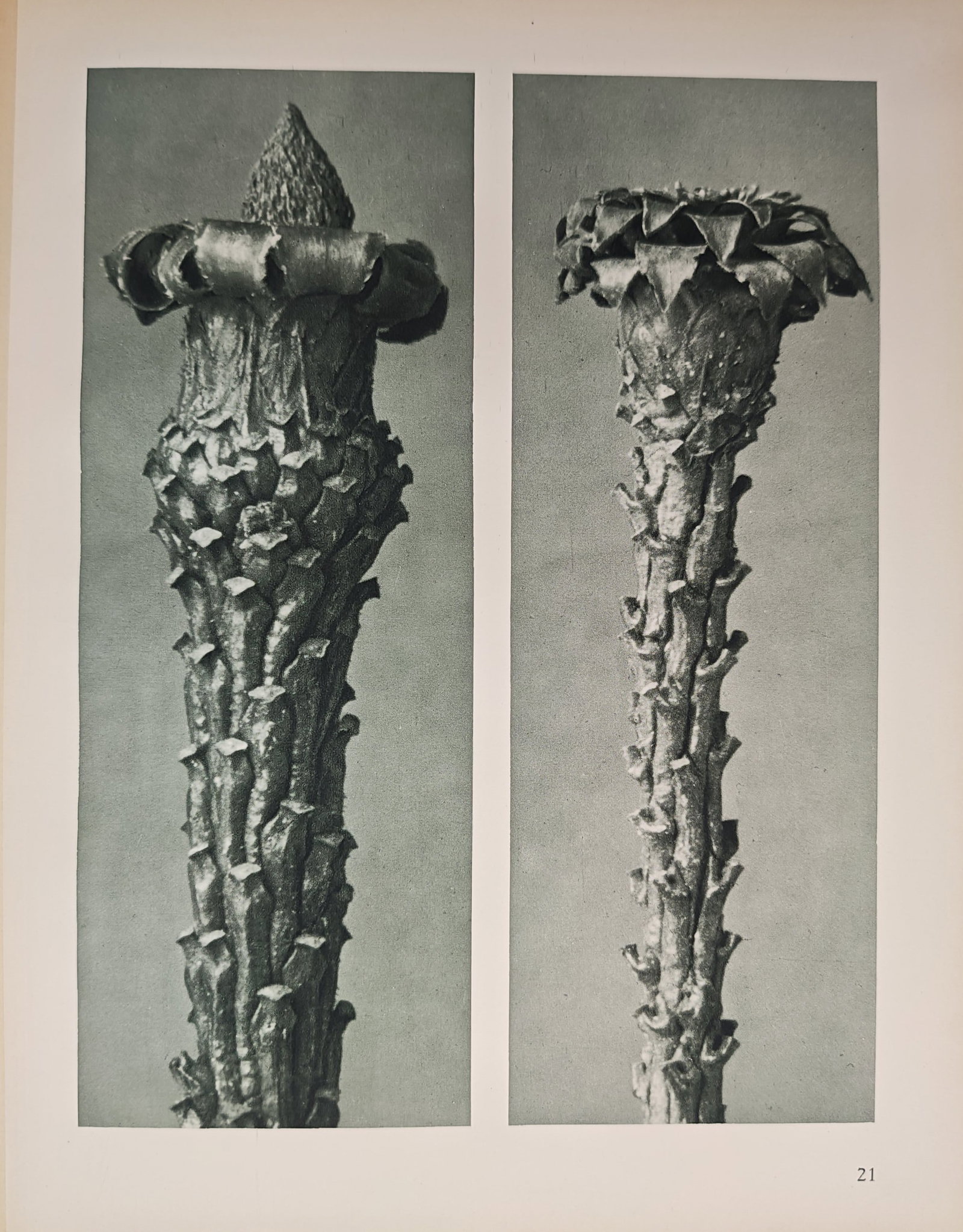 Karl Blossfeldt, after – Oxeye Stems – Offset print (20th Century): "Oxeye Stems" presents a striking close-up photographic study detailing the architectural texture and crown-like terminal bracts of dried plant stalks. The magnified monochrome composition highlights 