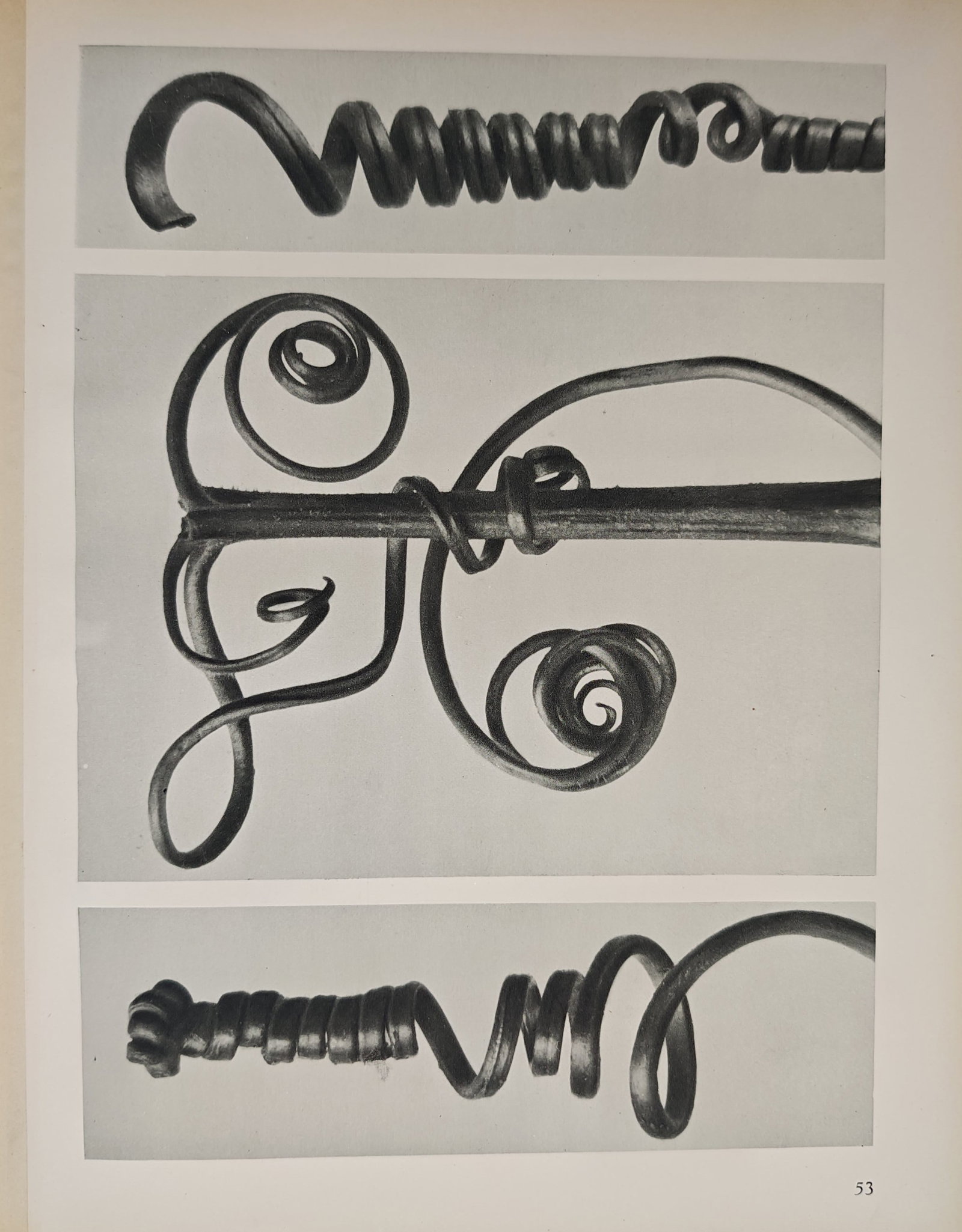 Karl Blossfeldt, after – Tendril Forms of Cucurbita – Offset print (20th Century) (1 of 2)