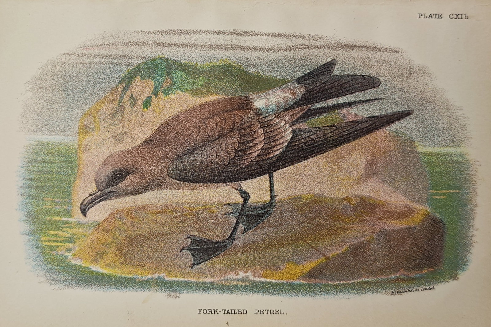 Francis Orpen Morris – Fork-Tailed Petrel – Lithograph (19th Century): "Fork-Tailed Petrel" features a brown and grey seabird perched on a rocky shoreline with a green coastal cliff visible in the background. This natural history illustration serves as a descriptive visu