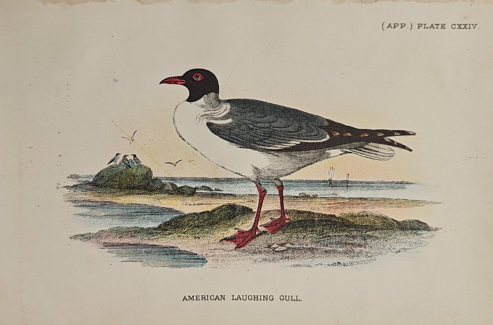 Francis Orpen Morris – American Laughing Gull – Lithograph (19th Century): "American Laughing Gull" features a black-headed gull standing on a sandy shoreline with a small rock formation visible in the coastal waters behind it. This natural history illustration serves as a d