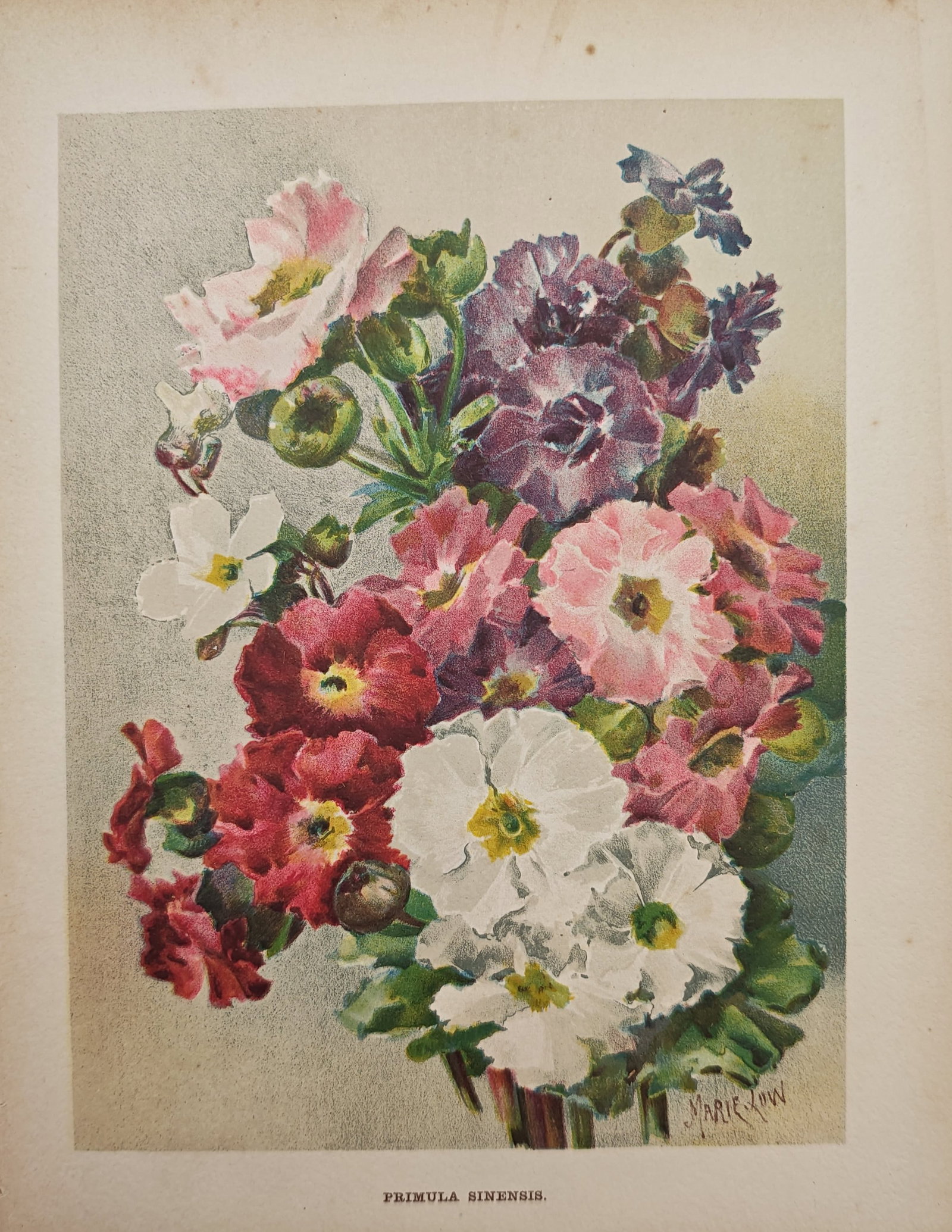 Marie Low – Primula Sinensis – Lithograph (19th Century): "Primula Sinensis" illustrates a vibrant, dense cluster of Chinese primrose blossoms in varied shades of white, pink, magenta, and purple arranged with rich green foliage. The detailed botanical plate