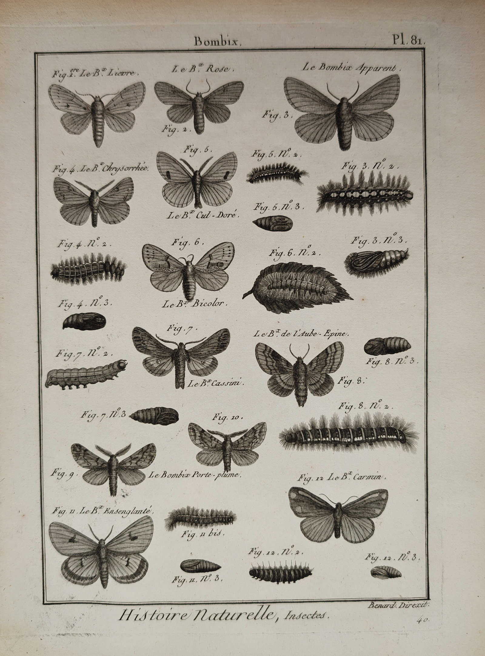Robert Benard – Entomological Studies of Bombyx Moths and Larvae – Engraving (18th Century): "Natural History, Insects" illustrates various moth species of the Bombyx family, documenting the developmental stages of winged adults, hairy caterpillars, and pupae. Rendered with classical cross-ha