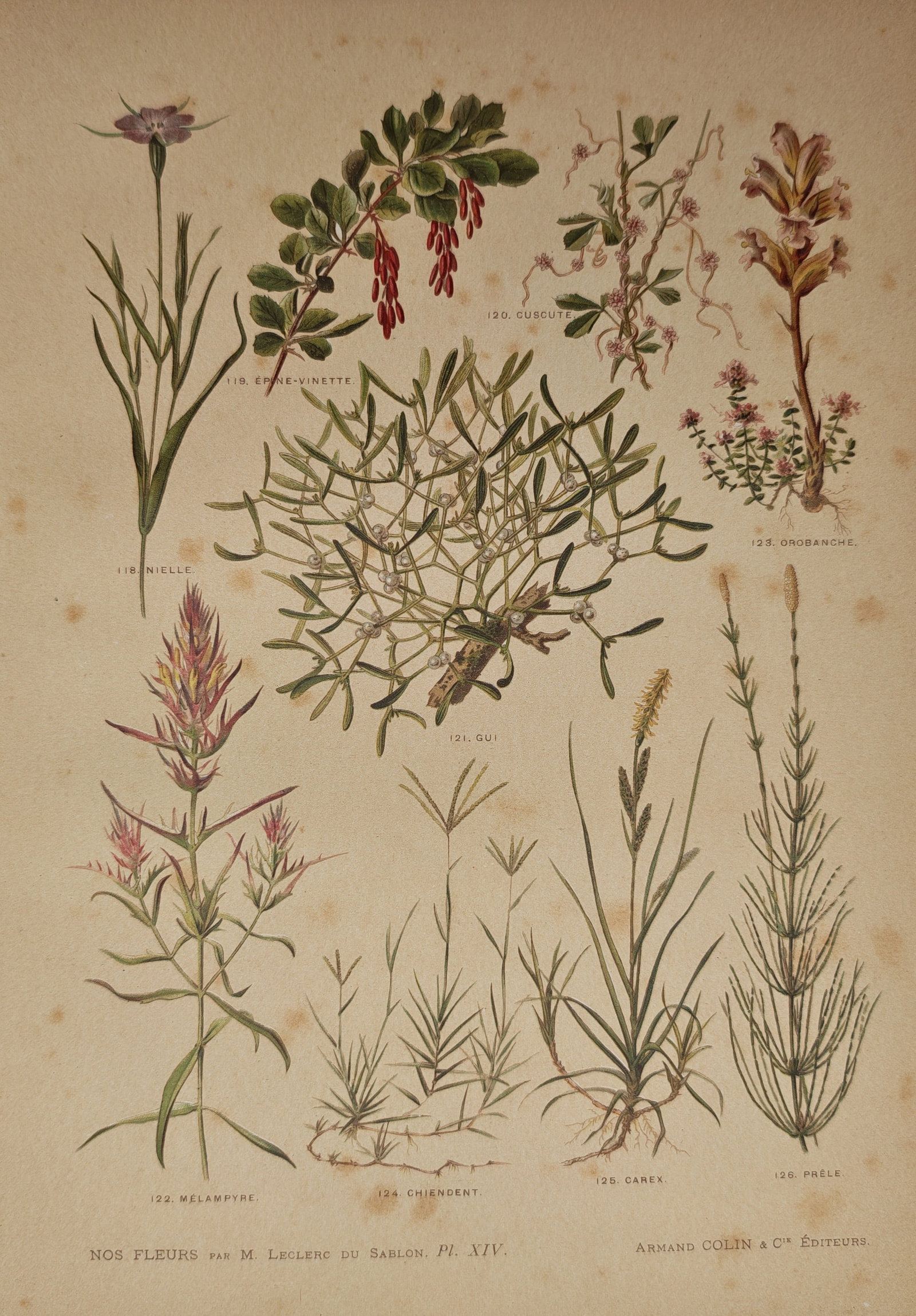Mathieu Leclerc du Sablon – Botanical Study of Wildflowers, Parasitic Plants – Lithograph: "Our Flowers" presents a comprehensive botanical survey of diverse wild plants, berries, grasses, and parasitic flora published by Armand Colin and Company in Paris. Rendered in color lithography, the