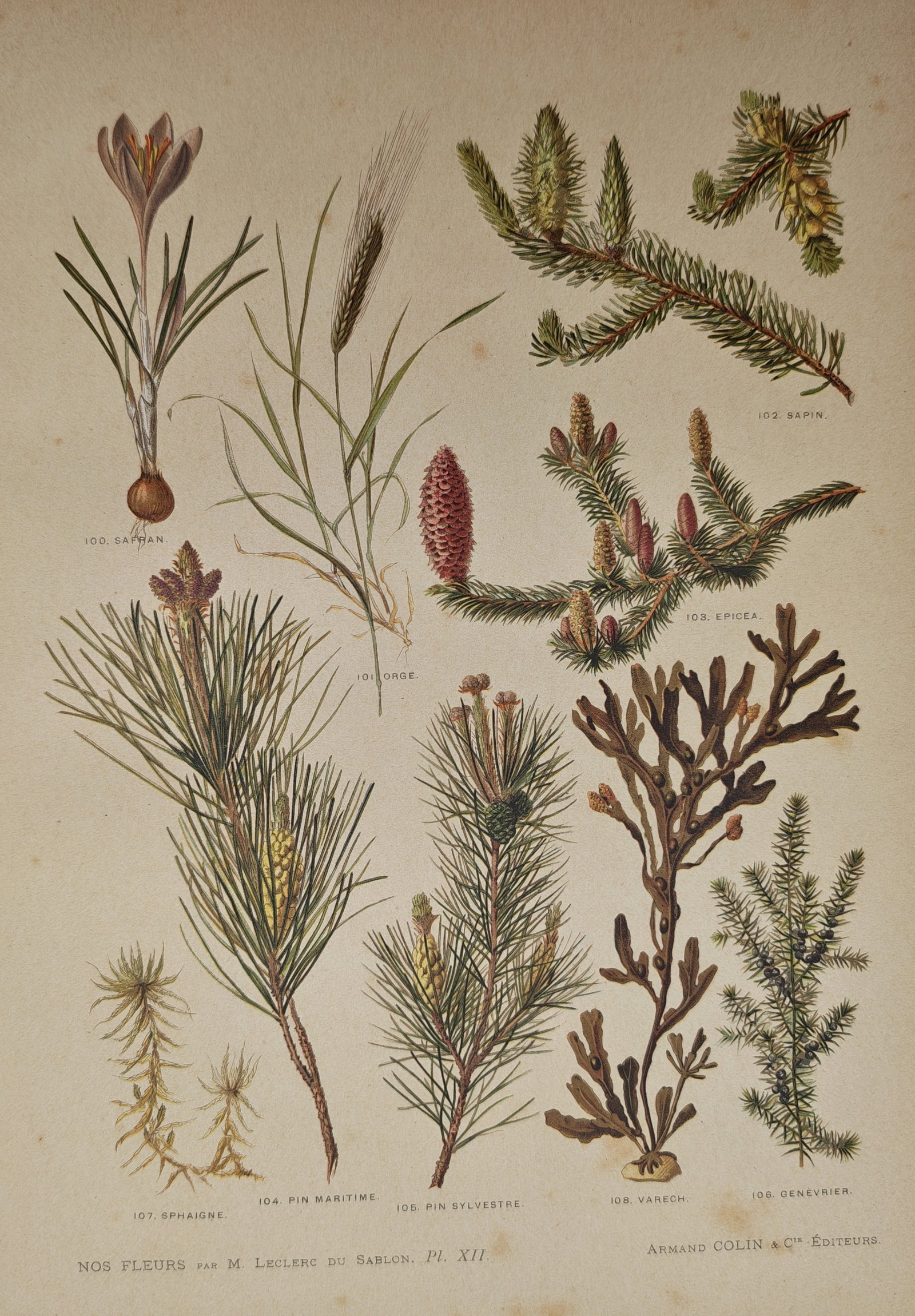 Mathieu Leclerc du Sablon – Botanical Study of Conifers, Crocus, Mosses – Lithograph: "Our Flowers" presents a scientific botanical plate featuring various conifers, evergreens, flowering bulbs, mosses, and marine algae published by Armand Colin and Company in Paris. Rendered in color 