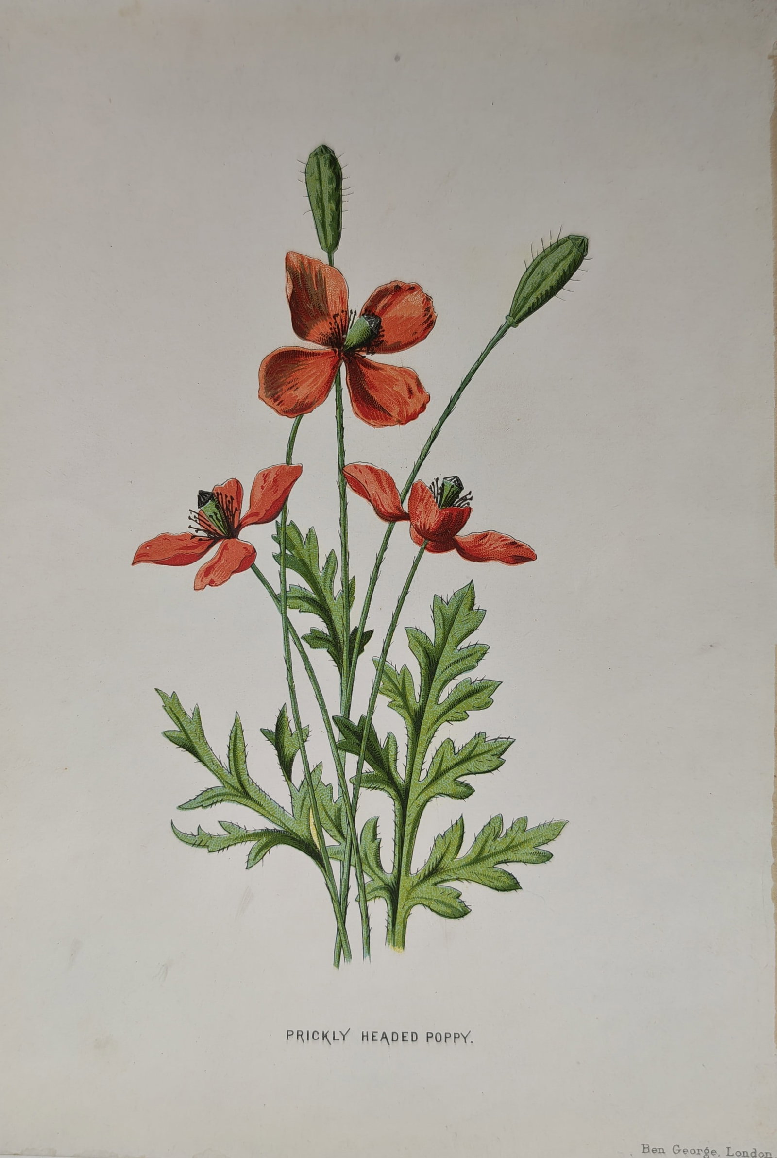 Frederick Edward Hulme – Botanical Study of Prickly Headed Poppy – Lithograph (19th Century): "Prickly Headed Poppy" presents a detailed botanical study illustrating the vibrant scarlet blossoms, slender stems, lobed foliage, and bristled flower buds of the wild poppy published by Ben George i