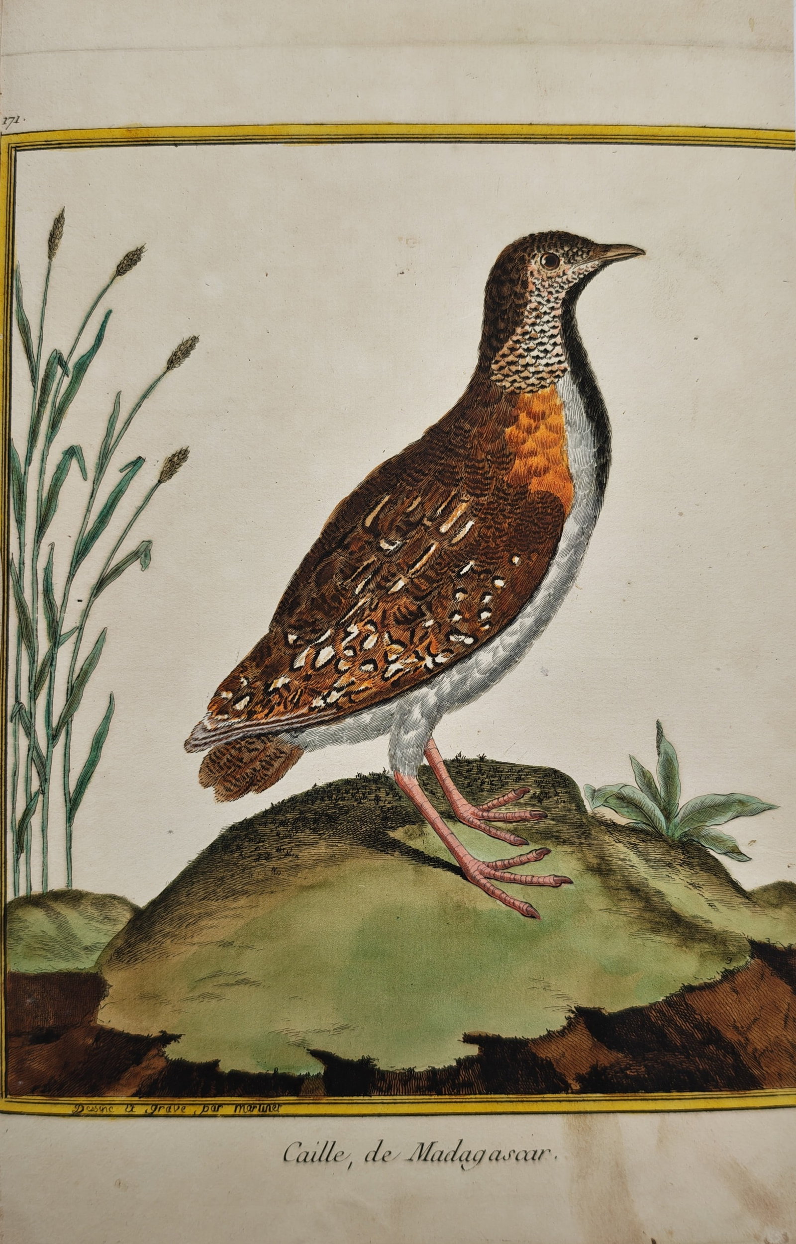 François-Nicolas Martinet – Ornithological Study of the Madagascar Quail – Engraving (18th: "Madagascar Quail" presents an ornithological study of the ground-dwelling bird standing atop a grassy mound alongside coastal reeds and small foliage within a distinctive yellow-bordered framing. Ren