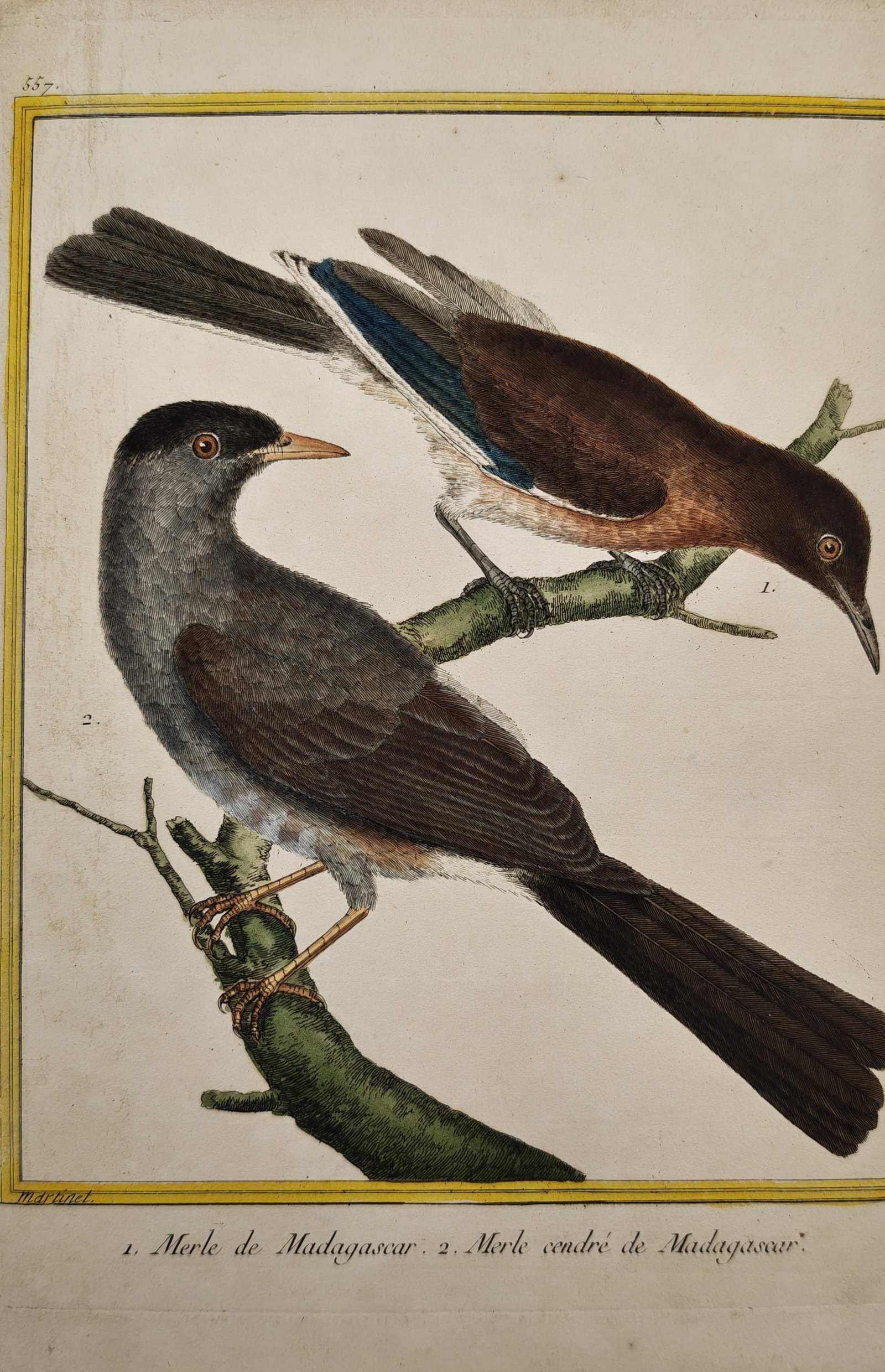 François-Nicolas Martinet – Ornithological Study of the Madagascar Blackbird and Ashy Blackbird (1 of 2)