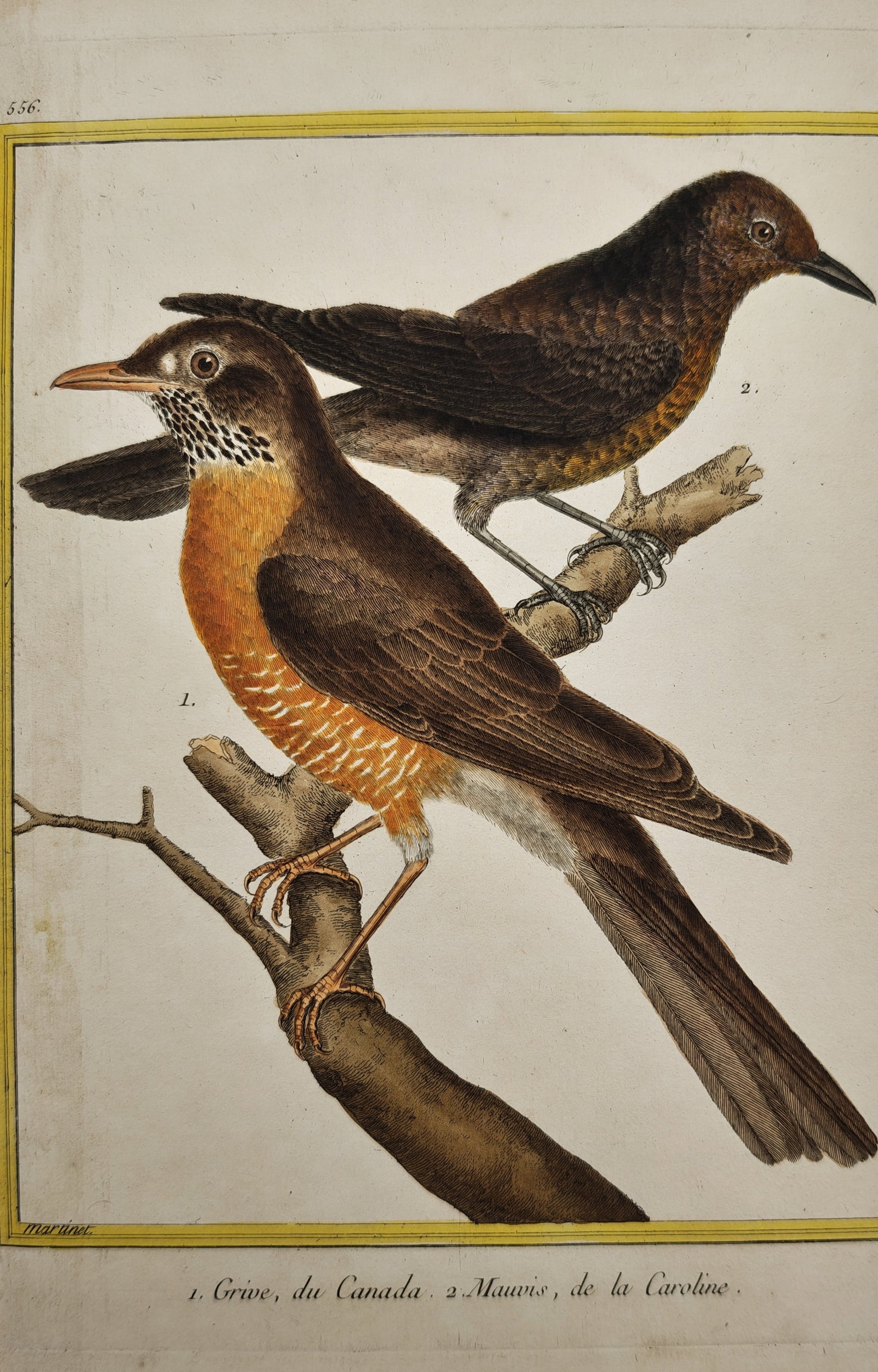 François-Nicolas Martinet – Ornithological Study of the Canadian Thrush – Engraving (18th (1 of 2)