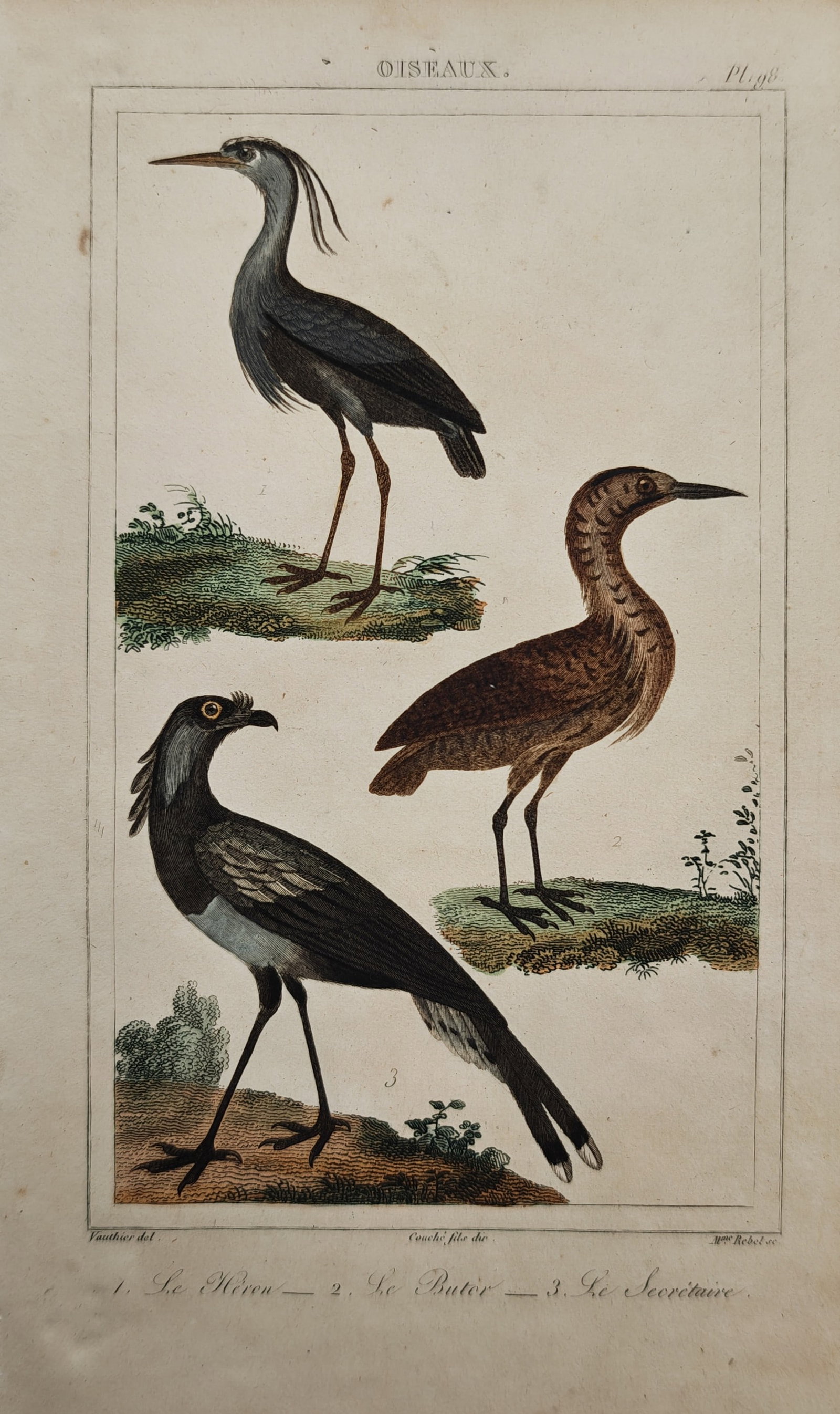 Georges-Louis Leclerc de Buffon – Ornithological Study of Heron, Bittern – Engraving (18th: "Birds: The Heron, The Bittern, The Secretary" presents an eighteenth-century natural history survey illustrating wading and predatory avian species in their natural grassy landscapes. Rendered with f
