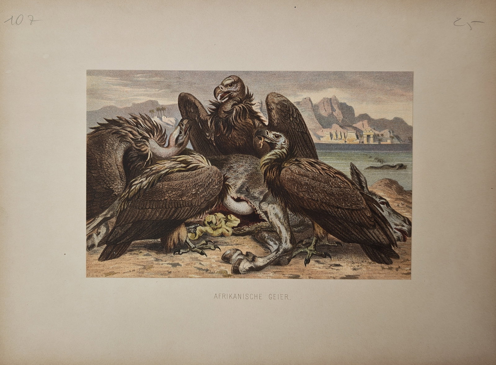 Friedrich Wilhelm Kuhnert – Wildlife Study of African Vultures – Lithograph (19th Century): "African Vultures" illustrates a flock of scavenger birds gathered over carrion in an arid coastal landscape with distant mountains and settlements. Rendered in color lithography, the natural history 