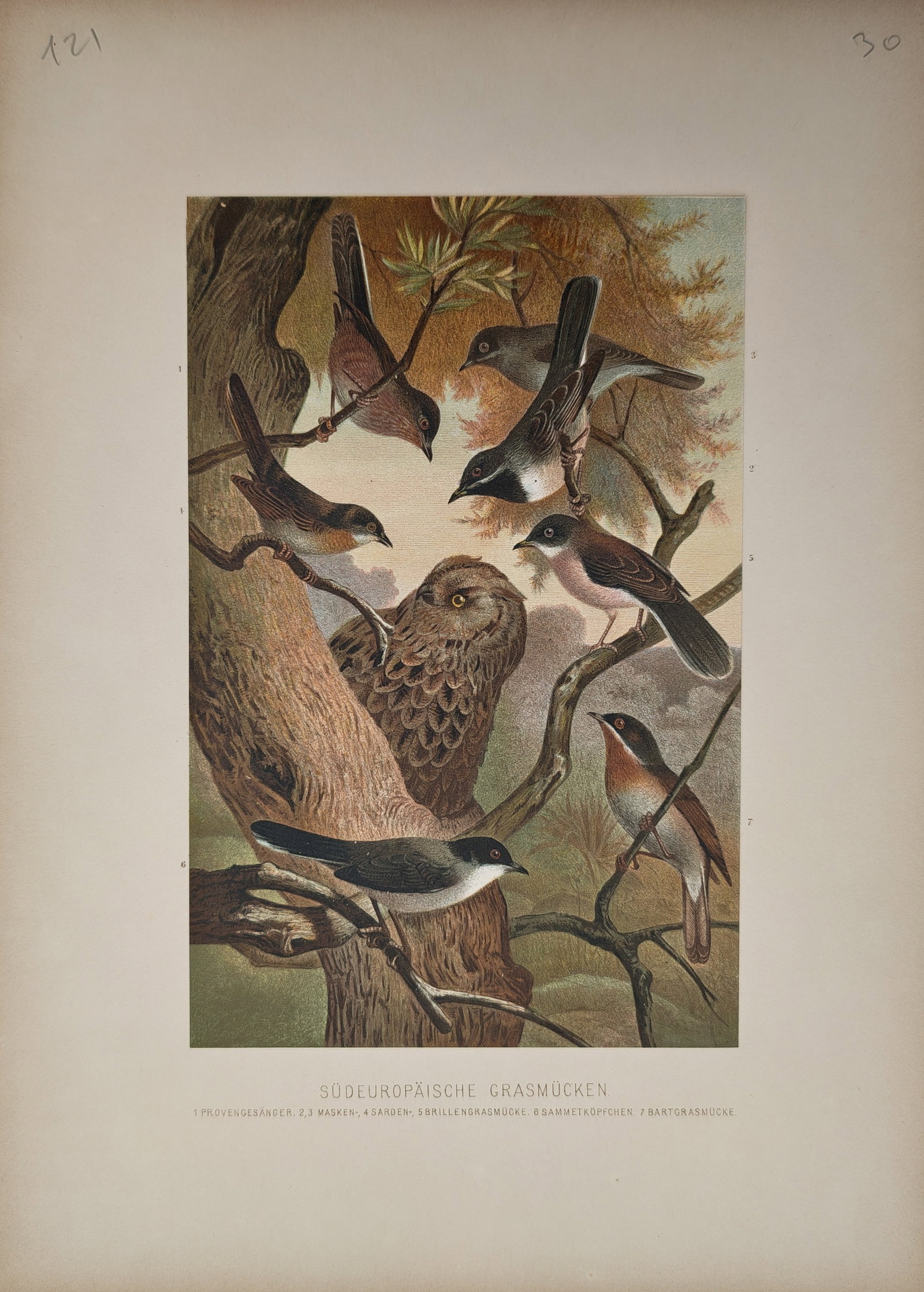 Friedrich Wilhelm Kuhnert – Ornithological Study of Southern European Warblers – Lithograph (1 of 2)