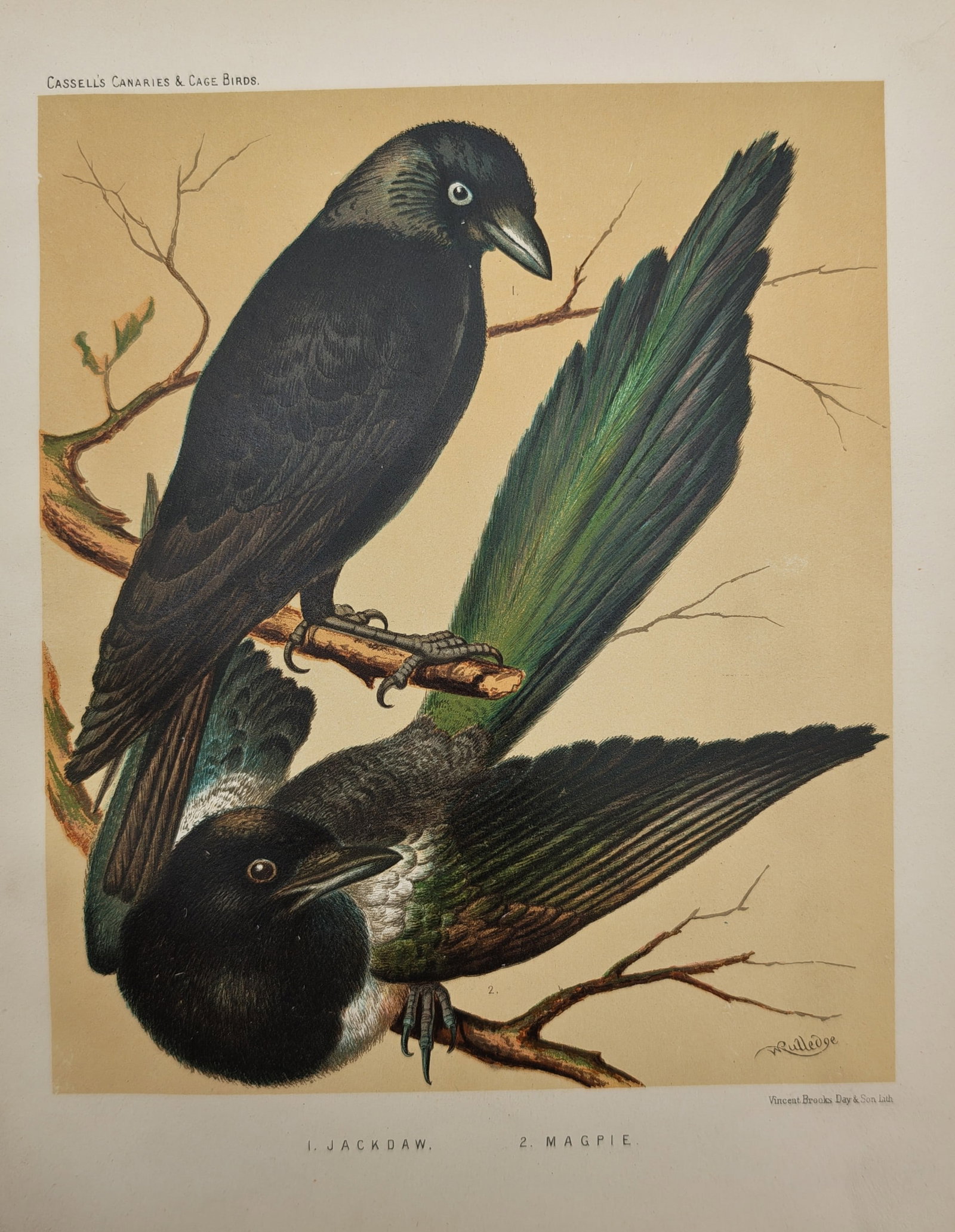 William Rutledge – Ornithological Study of the Jackdaw and Magpie – Lithograph (19th Century): "Cassell's Canaries and Cage Birds" presents a detailed ornithological study illustrating the corvid species of the jackdaw and magpie perched among tree branches against a warm background. Rendered i