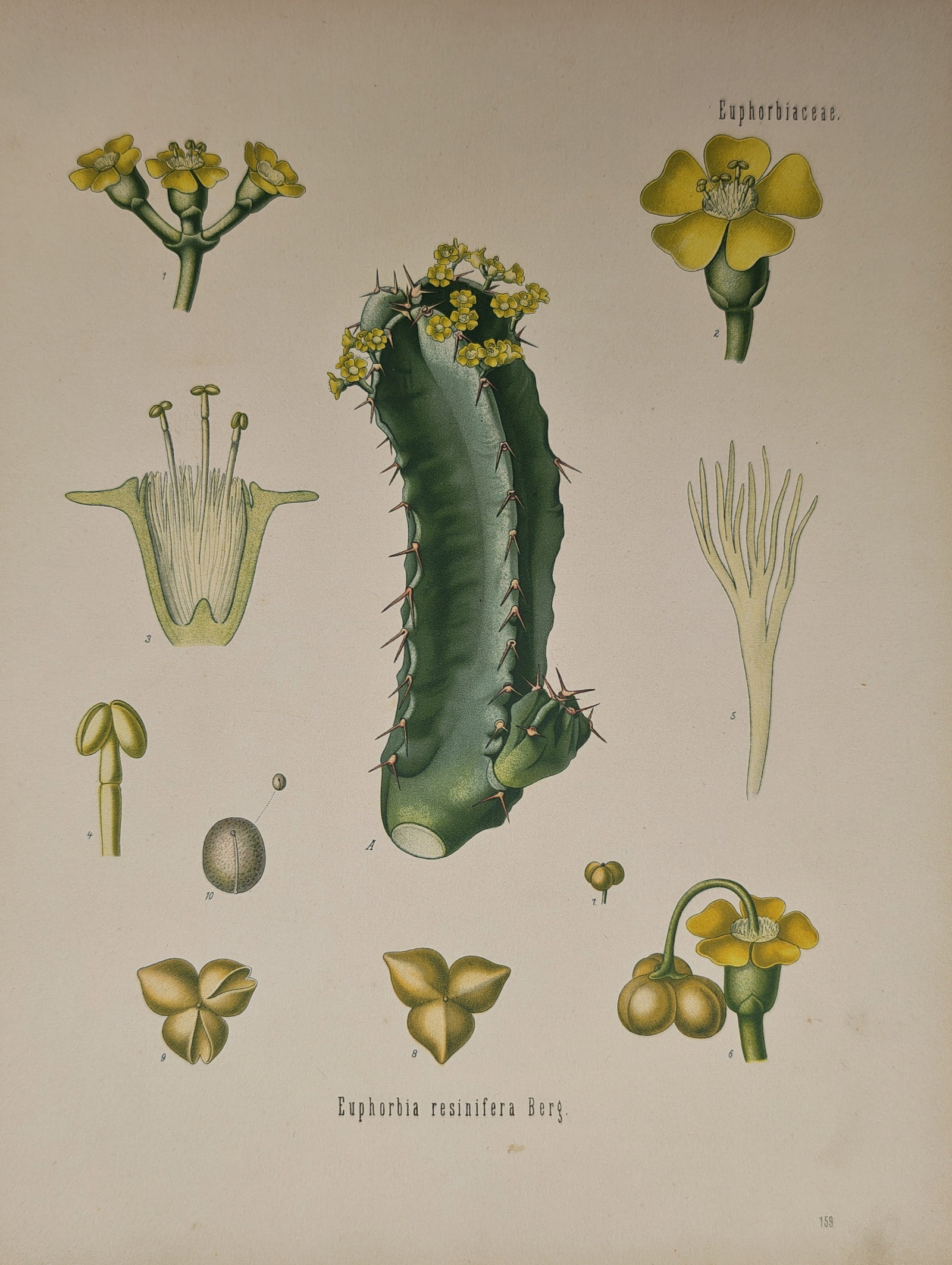 Franz Eugen Köhler – Botanical Study of Euphorbia resinifera – Lithograph (19th Century): "Euphorbia resinifera" presents a comprehensive botanical and pharmaceutical analysis illustrating the succulent ribbed stem, yellow floral structures, seeds, and dissected anatomical details of the M