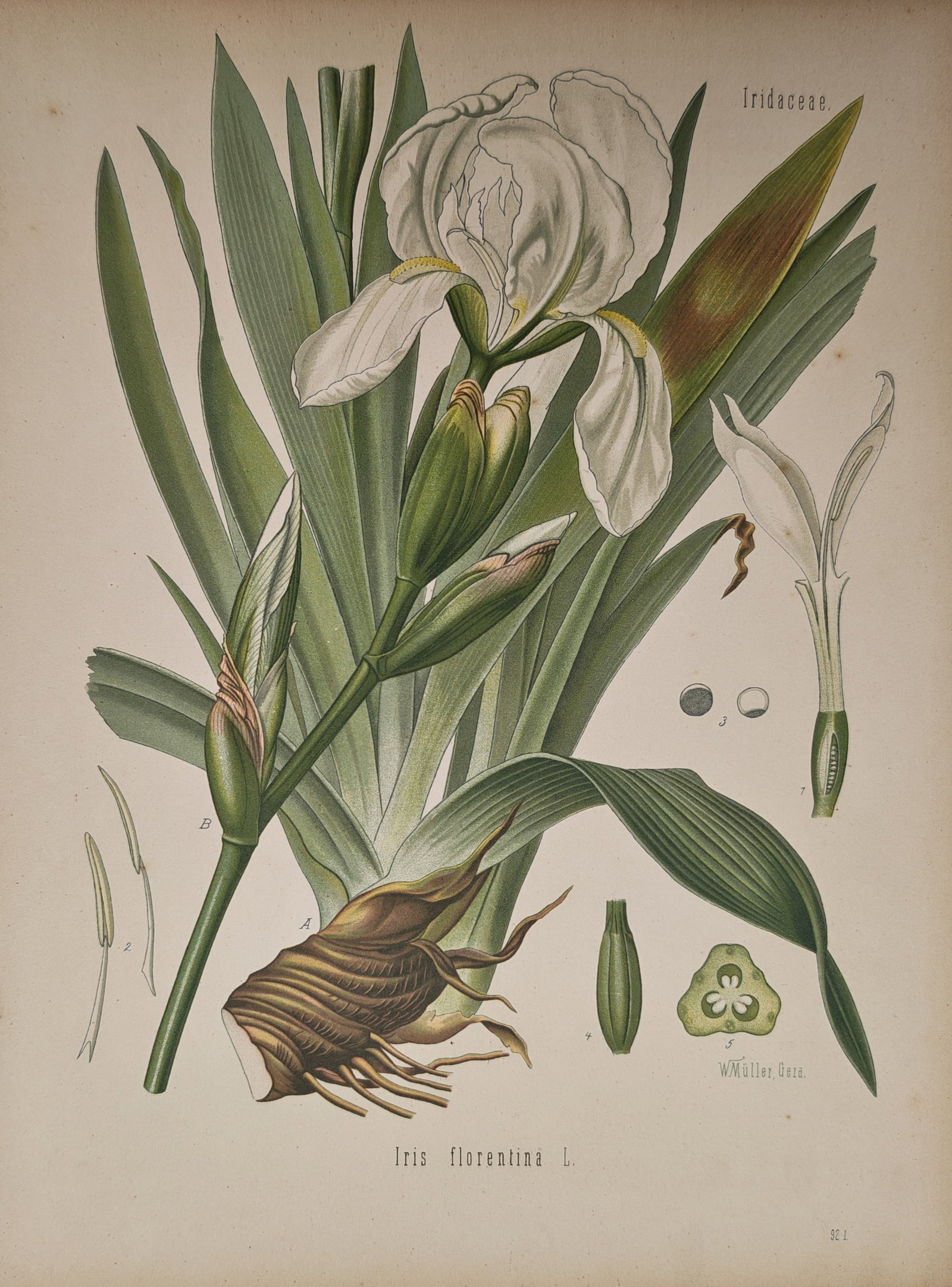 Franz Eugen Köhler – Botanical Study of Iris florentina – Lithograph (19th Century): "Iris florentina" presents a comprehensive botanical and pharmaceutical analysis illustrating the broad sword-shaped leaves, blooming white flower, root rhizome, and cross-sectional reproductive morph