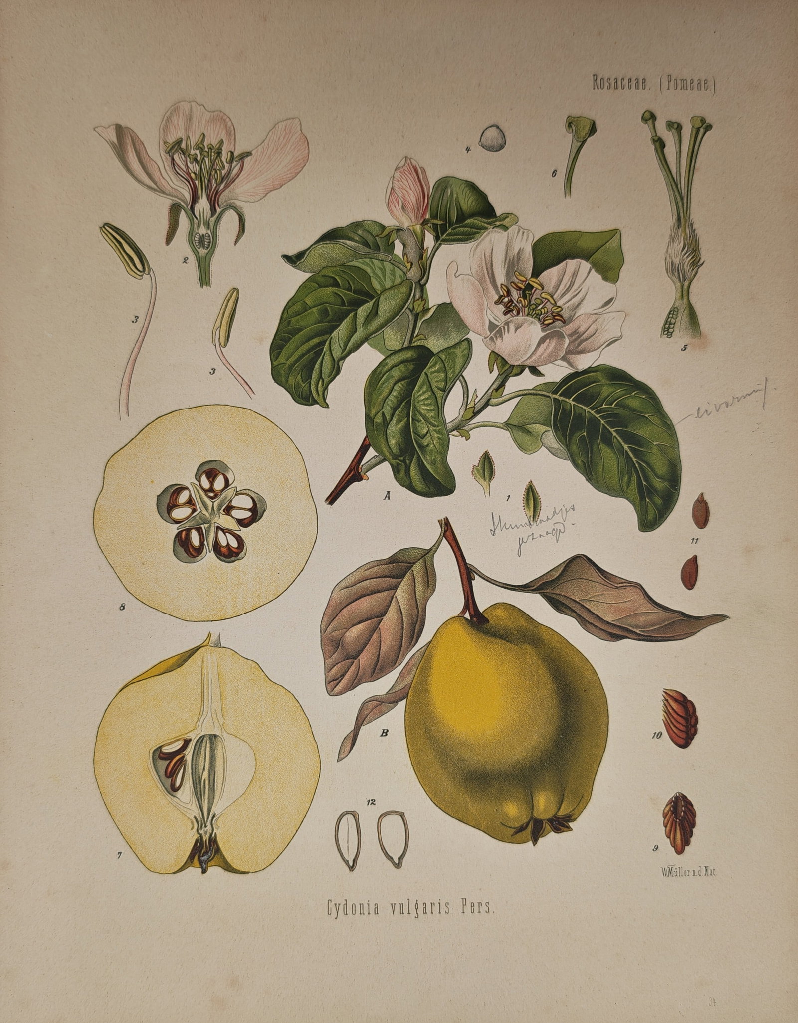 Franz Eugen Köhler – Botanical Study of Cydonia vulgaris – Lithograph (19th Century): "Cydonia Vulgaris" presents a comprehensive botanical and pharmaceutical analysis illustrating the blossoming flowers, foliage, ripe golden fruit, cross sections, and seed structures of the common qui