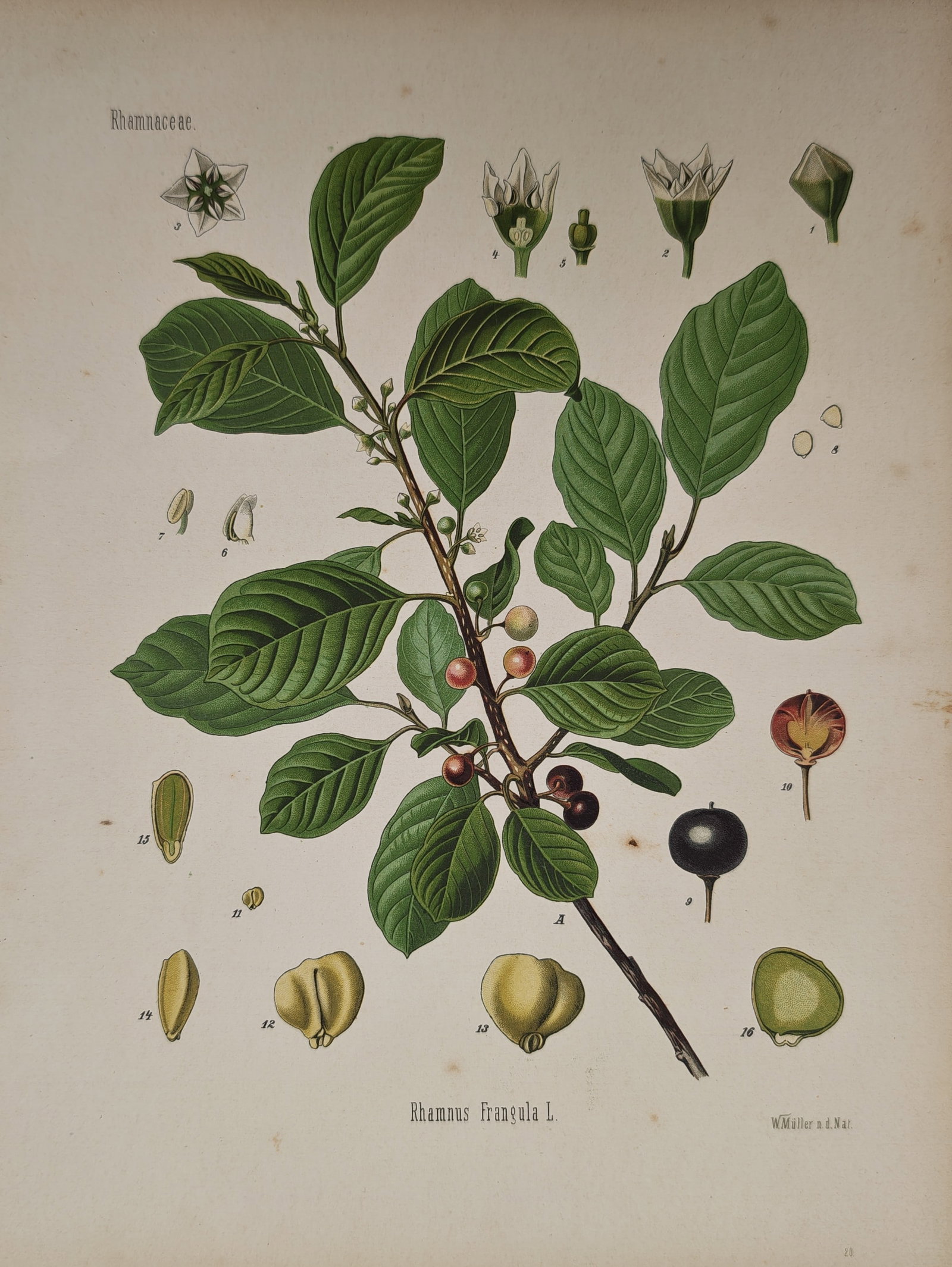 Franz Eugen Köhler – Botanical Study of Rhamnus frangula – Lithograph (19th Century): "Rhamnus Frangula" presents a comprehensive botanical and pharmaceutical analysis illustrating the leafy flowering branch, ripening berries, dissected floral anatomy, and seed structures of the alder 