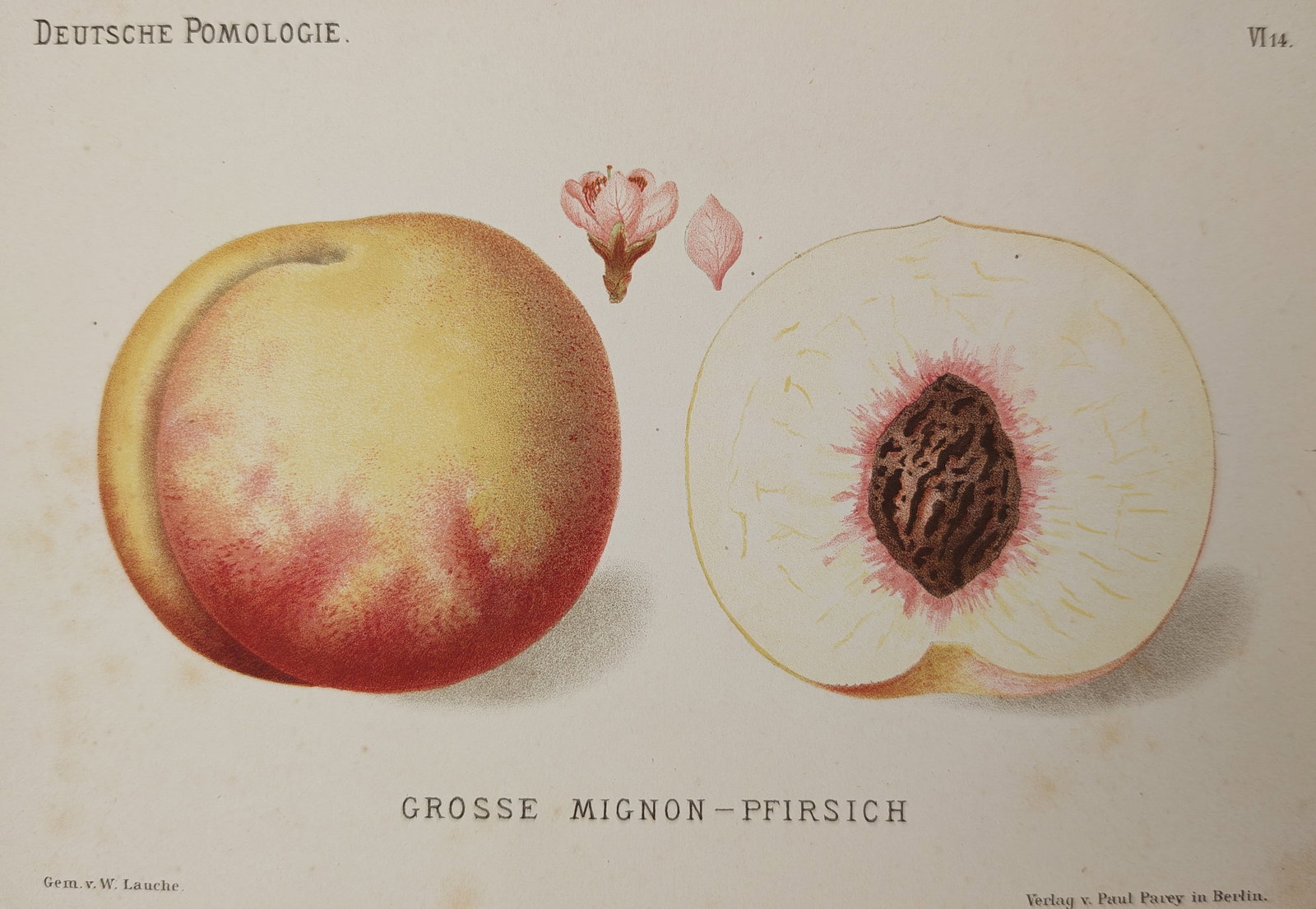 Wilhelm Lauche – Pomological Study of Grosse Mignon Peach – Lithograph (19th Century) (1 of 2)