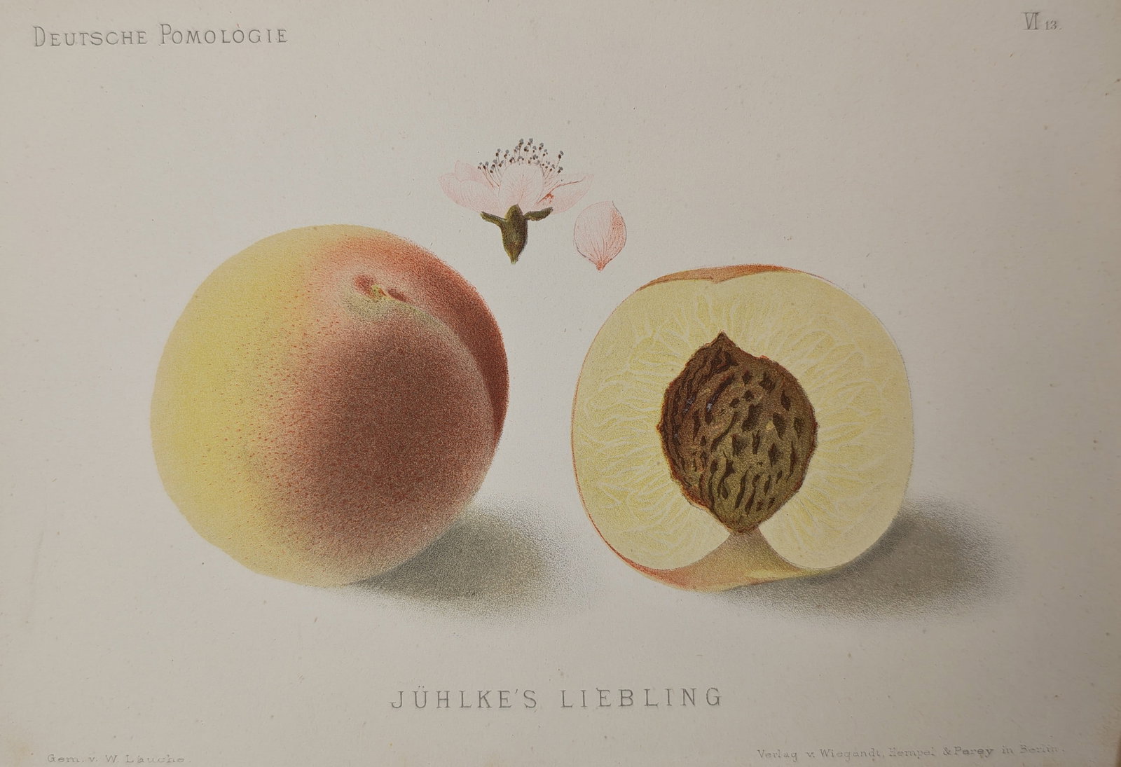 Wilhelm Lauche – Pomological Study of Jühlke's Liebling Peach – Lithograph (19th Century) (1 of 2)