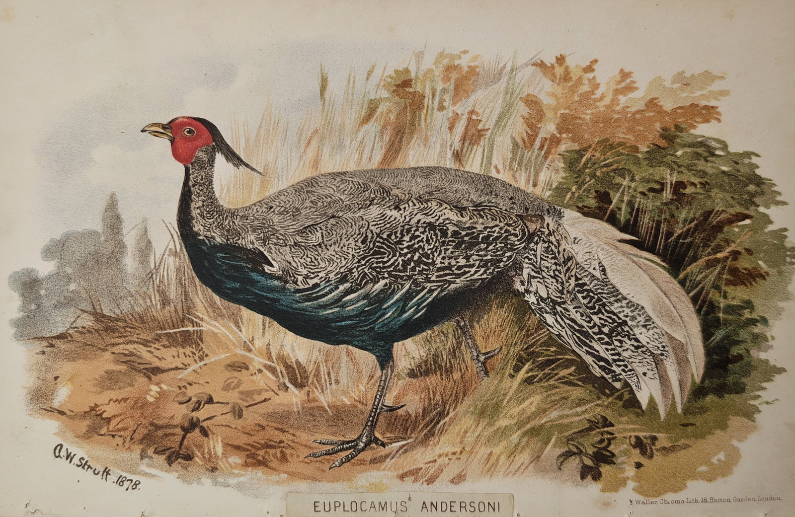 Alfred William Strutt – Ornithological Study of Anderson's Silver Pheasant – Lithograph (1879): "Euplocamus Andersoni" presents an ornithological study depicting Anderson's silver pheasant standing amidst grassy vegetation and shrubbery in a natural landscape setting. Rendered in color chromolit