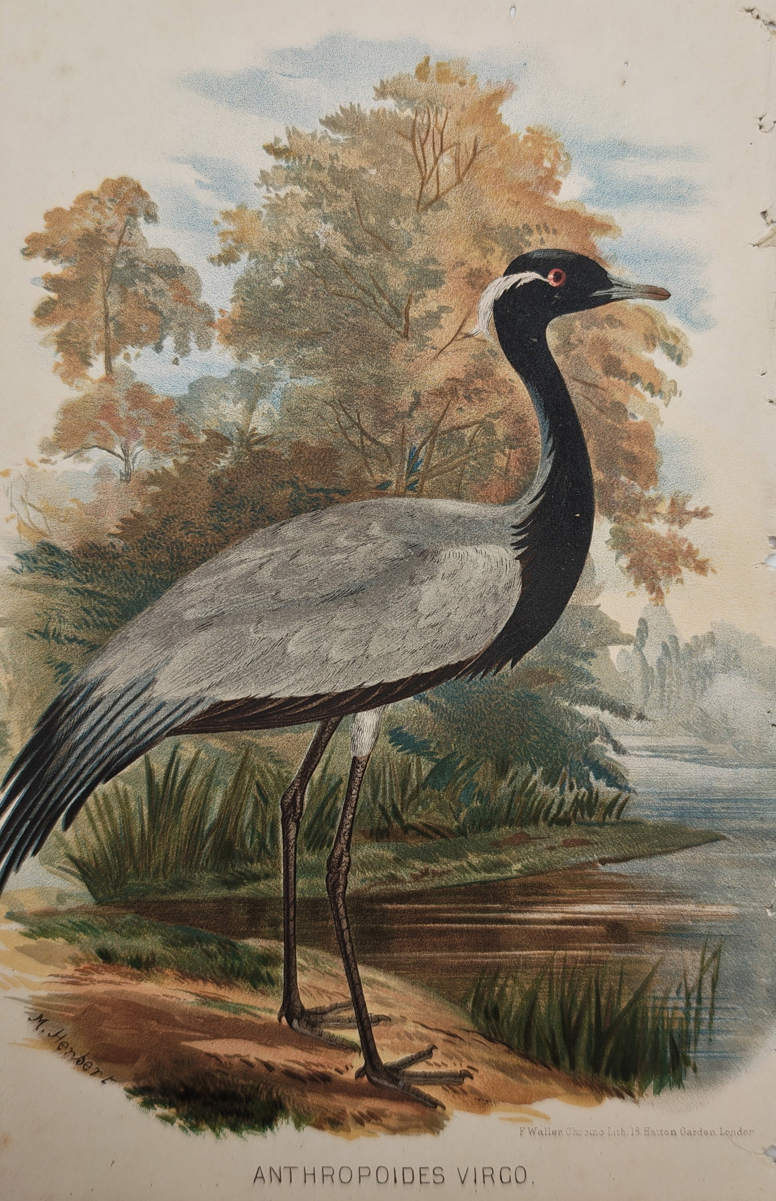 M. Herbert – Ornithological Study of the Demoiselle Crane – Lithograph (1879): "Anthropoides Virgo" presents a natural history study illustrating the Demoiselle crane standing near a waterside bank flanked by reeds and autumn foliage. Rendered in color chromolithography, the com