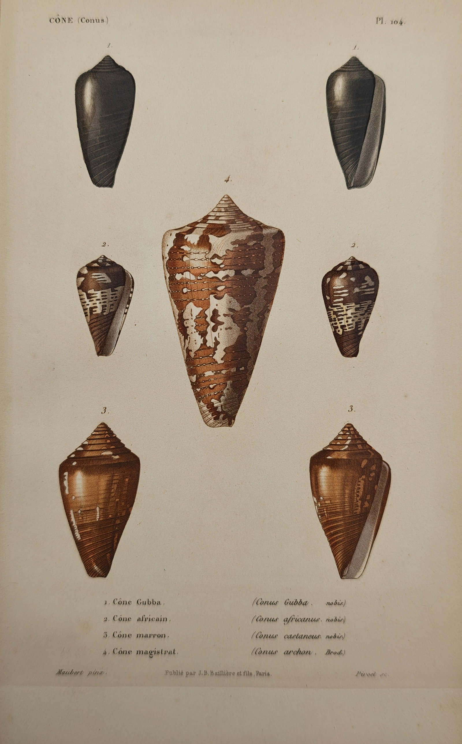 Jean-Baptiste Baillière – Conchological Study of Cone Snail Shells – Engraving (19th Century) (1 of 2)