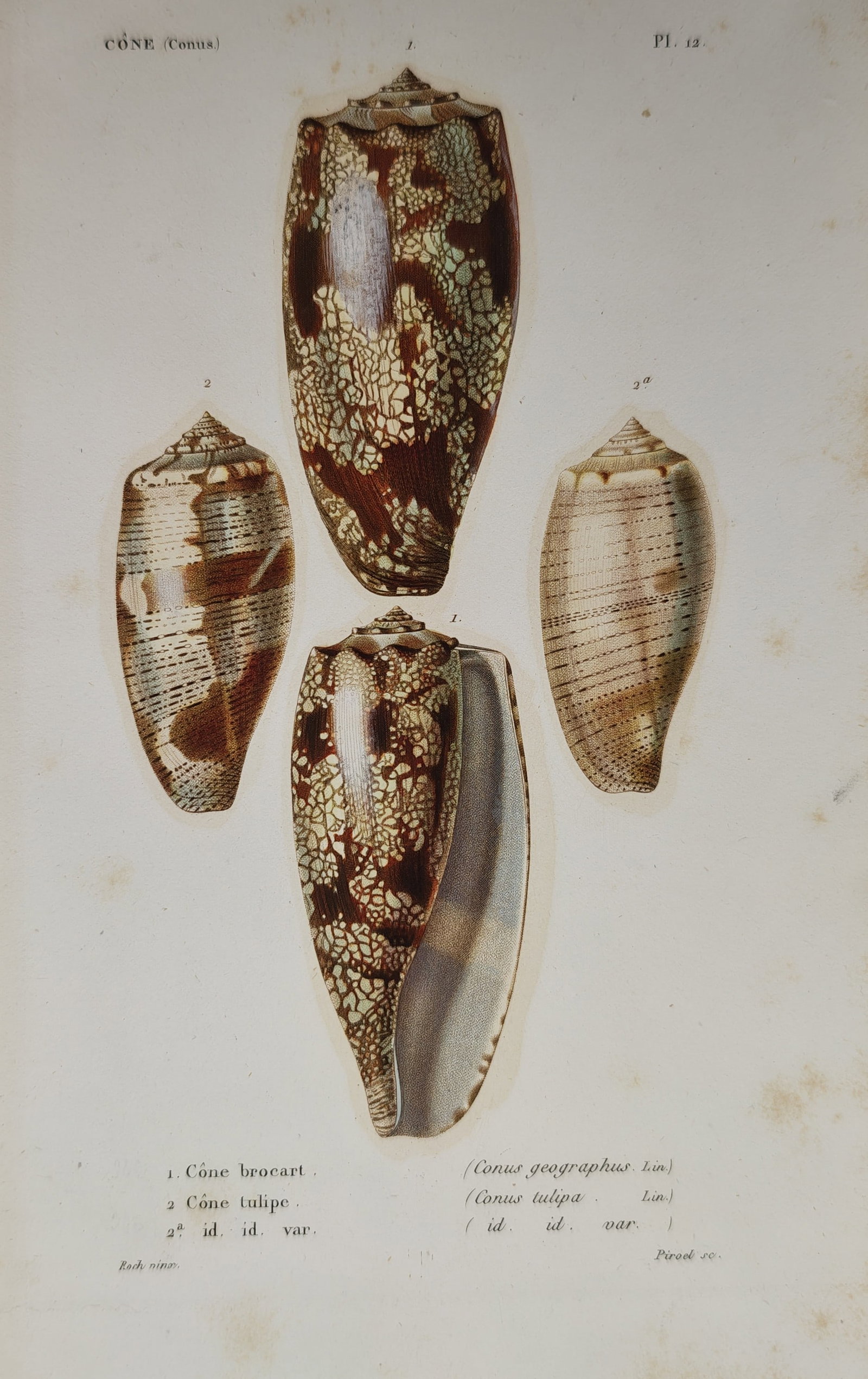 Jean-Baptiste Baillière – Conchological Study of Geography Cone – Engraving (19th Century) (1 of 2)