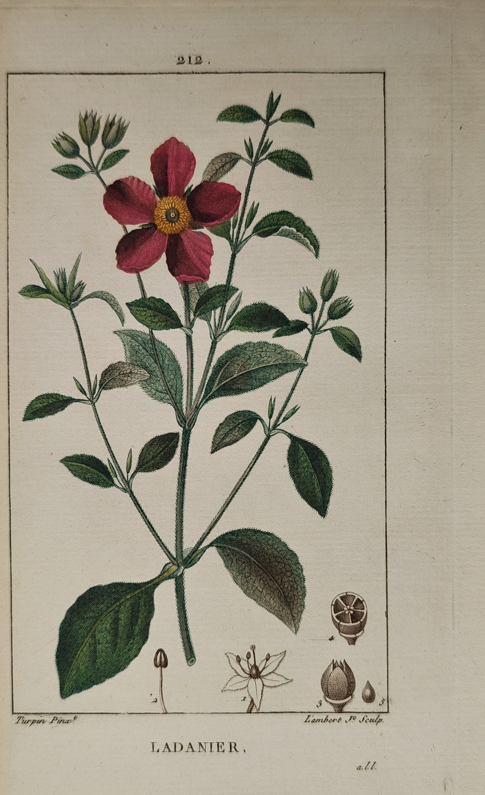 Pierre Jean François Turpin – Botanical Study of Gum Rockrose – Engraving (19th Century) (1 of 2)