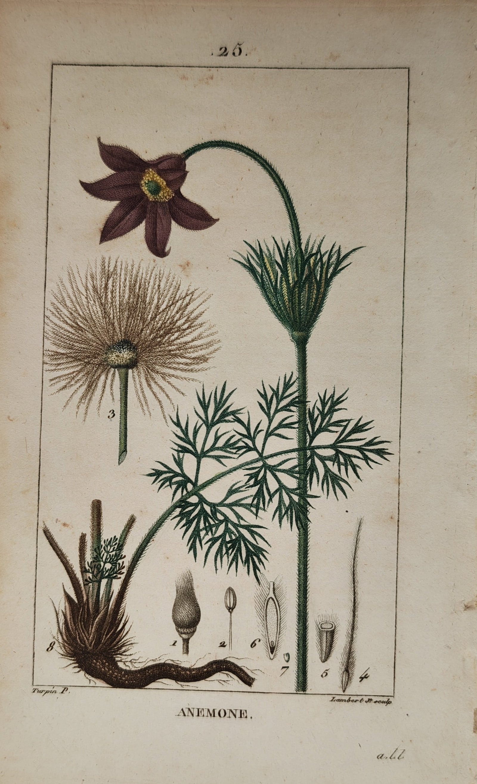 Pierre Jean François Turpin – Anemone – Engraving (19th Century) (1 of 2)