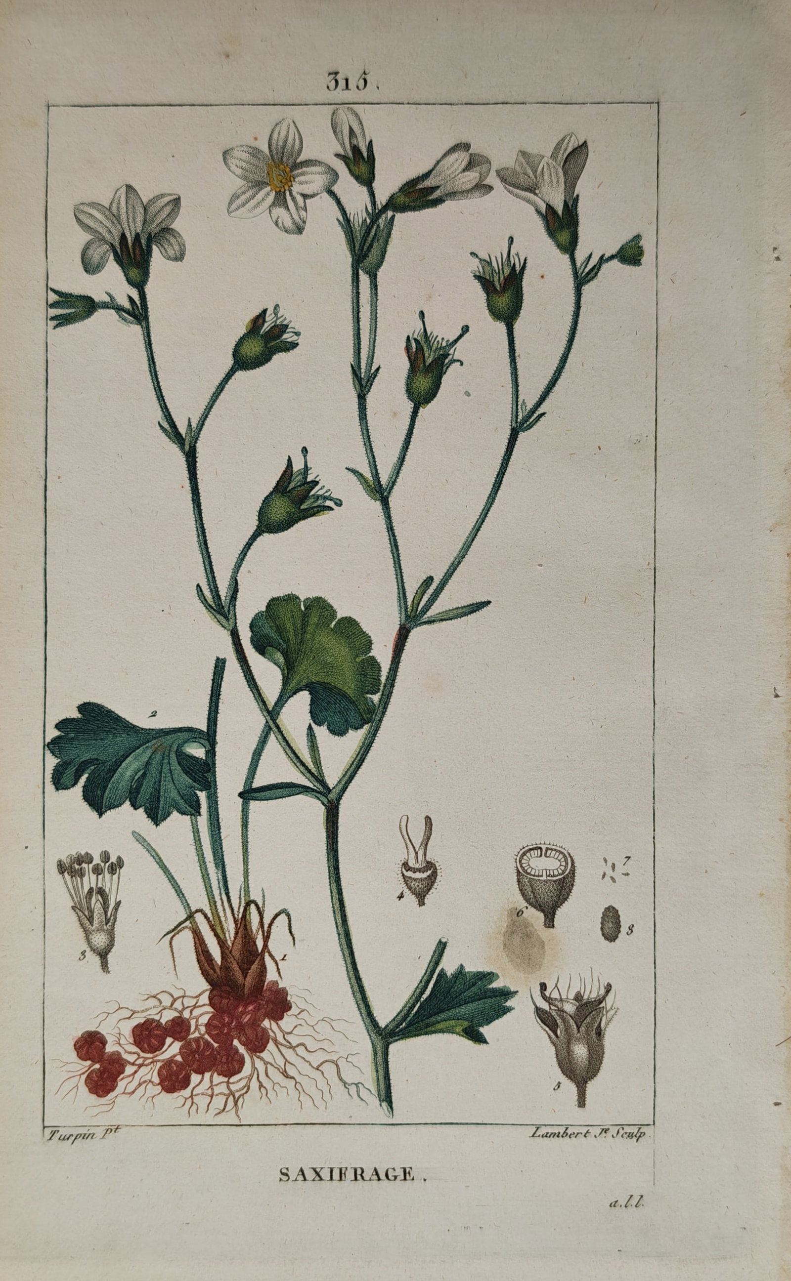 Pierre Jean François Turpin – Saxifrage – Engraving (19th Century): "Saxifrage" This engraving features a meticulous scientific study of a saxifrage plant showcasing its delicate white blossoms, branching stems, and distinctive rounded root structures. The nineteenth-