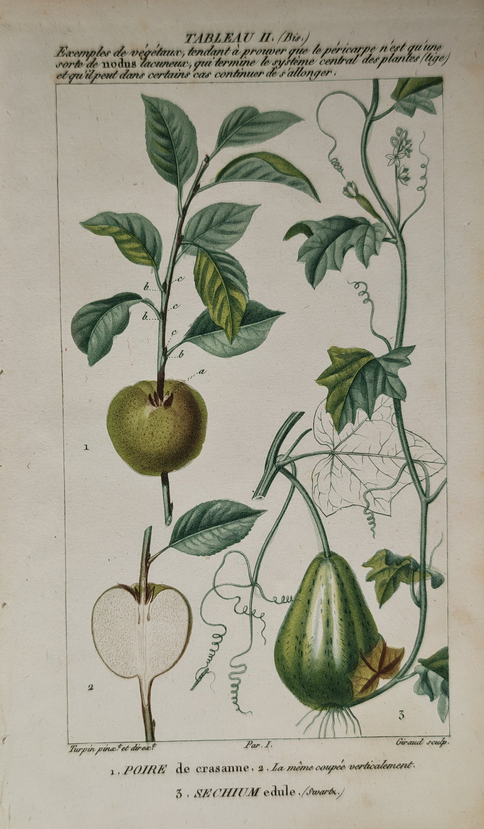 Pierre Jean François Turpin – Crasanne Pear and Chayote – Engraving (19th Century) (1 of 2)