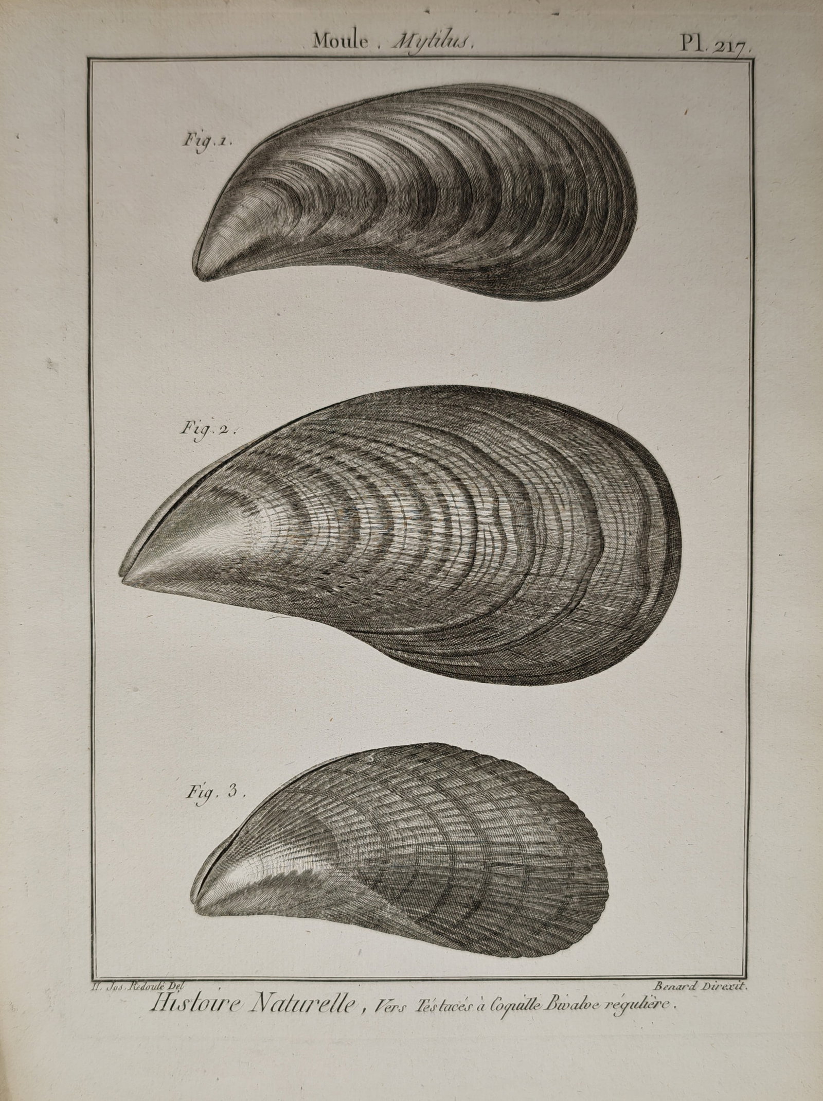 Robert Bénard – Natural History Study of Mussel Shells – Engraving (18th Century) (1 of 2)