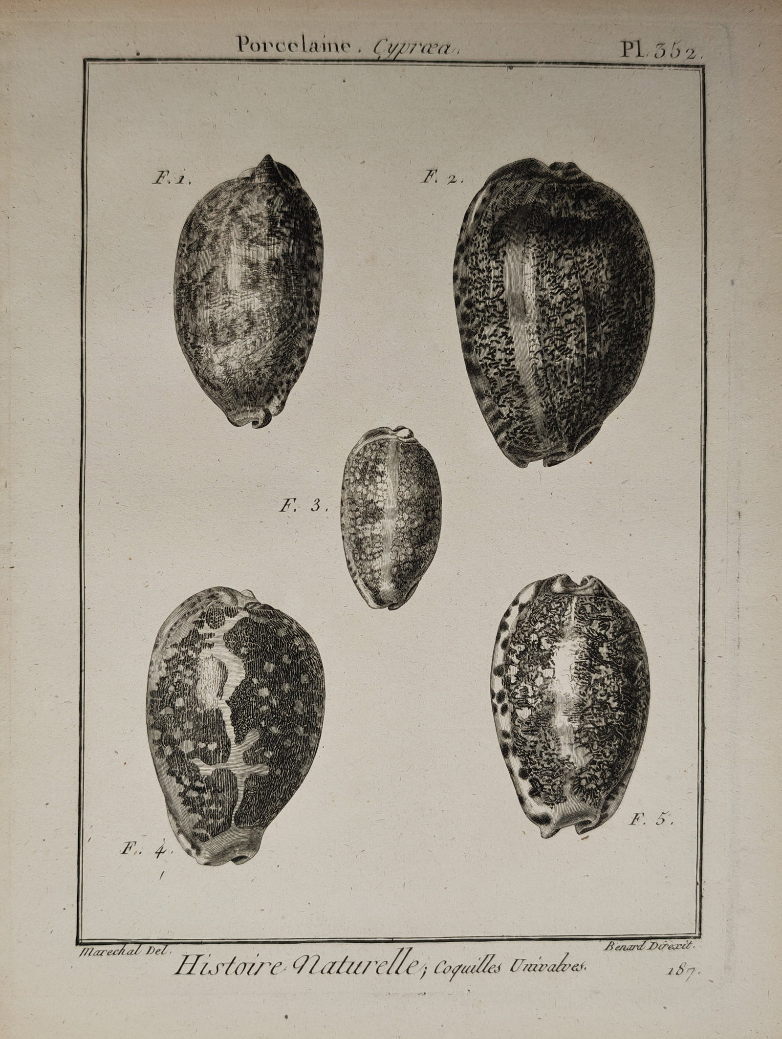 Robert Bénard – Cowrie Shells – Engraving (18th Century) (1 of 2)