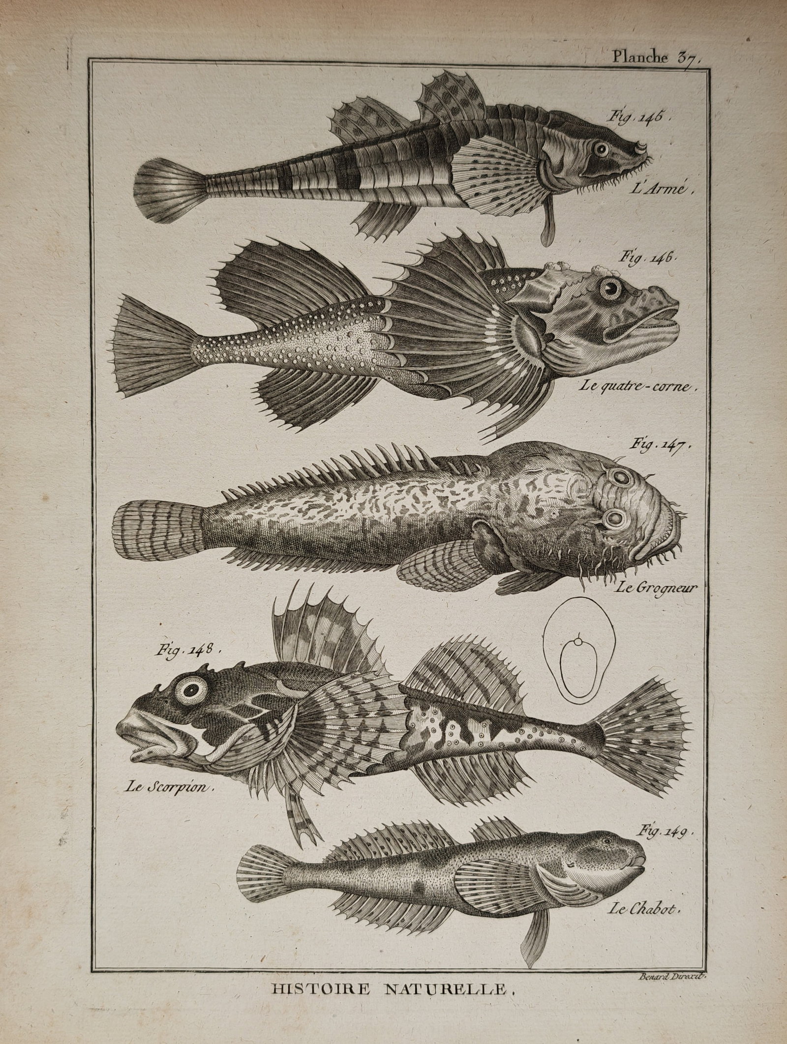 Robert Bénard – Armoured and Scorpion Fish Species – Engraving (18th Century): "Armoured and Scorpion Fish Species" This engraving displays a detailed ichthyological study showcasing five distinct species of armoured and scorpion fish with their specific anatomical attributes. T