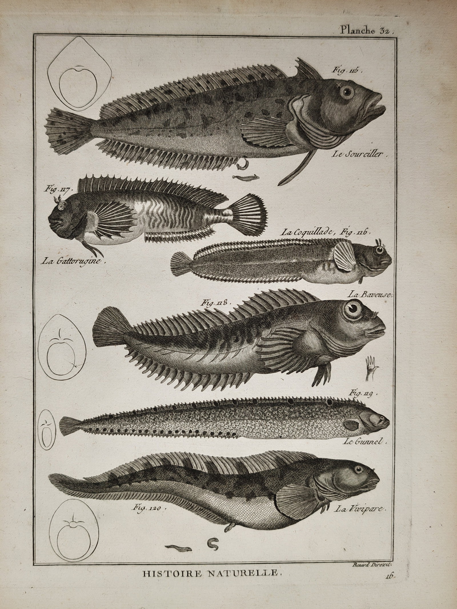 Robert Bénard – Blenny and Gunnel Fish Species – Engraving (18th Century) (1 of 2)