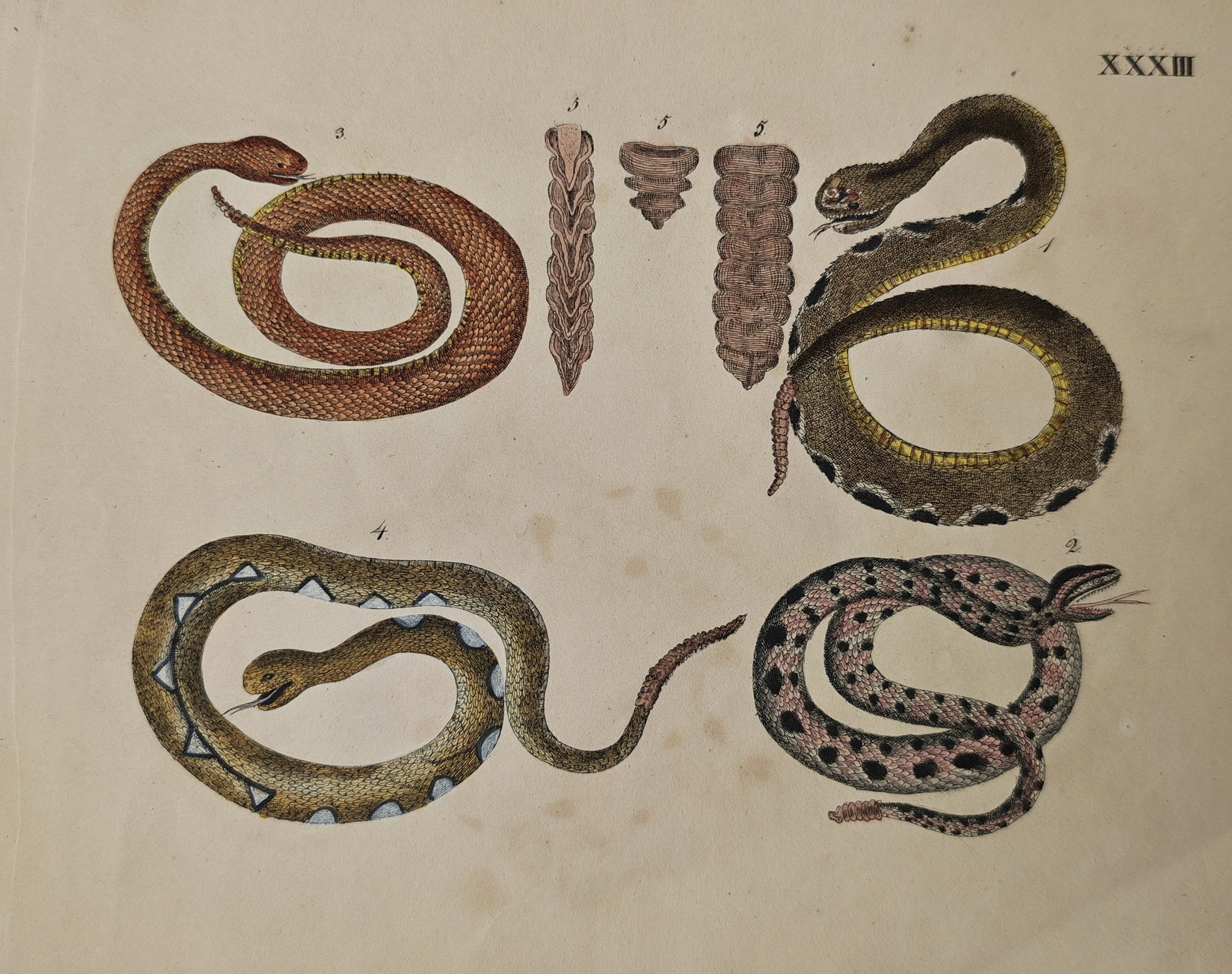 Friedrich Justin Bertuch – Various Serpent and Rattle Species – Engraving (18th Century): "Various Serpent and Rattle Species" This engraving features a detailed herpetological study illustrating four distinct snake specimens arranged alongside isolated structural depictions of rattlesnake