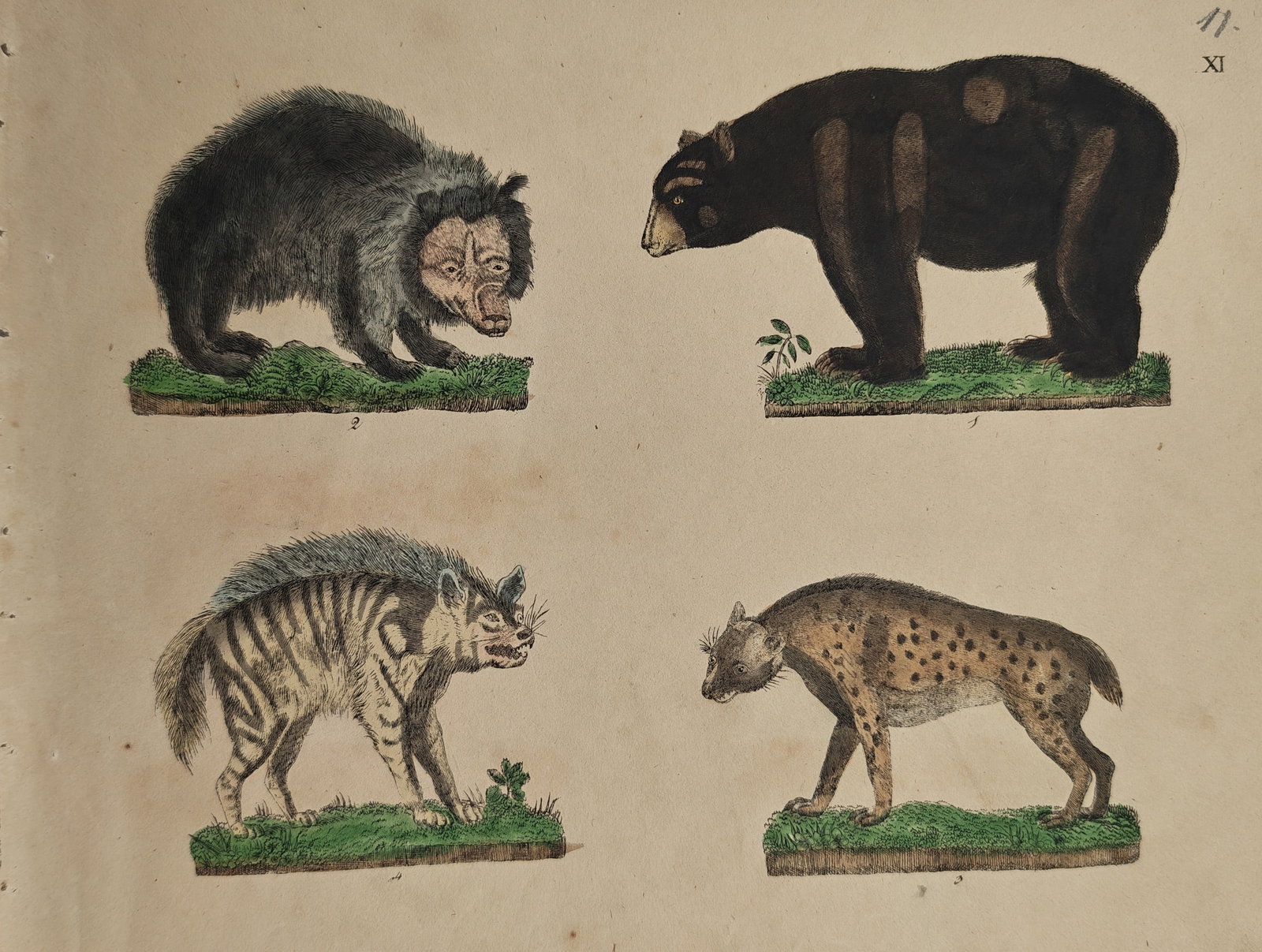 Friedrich Justin Bertuch – Zoological Study of Bears and Hyenas – Engraving (18th Century): "Bears and Hyenas" presents an eighteenth-century zoological survey illustrating distinct mammalian carnivores including species of bears and striped and spotted hyenas standing on grassy ground plots