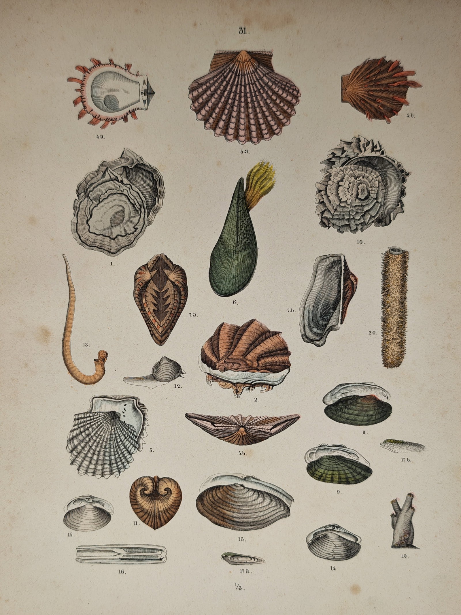 Traugott Bromme – Various Shell and Bivalve Species – Lithograph (19th Century) (1 of 2)