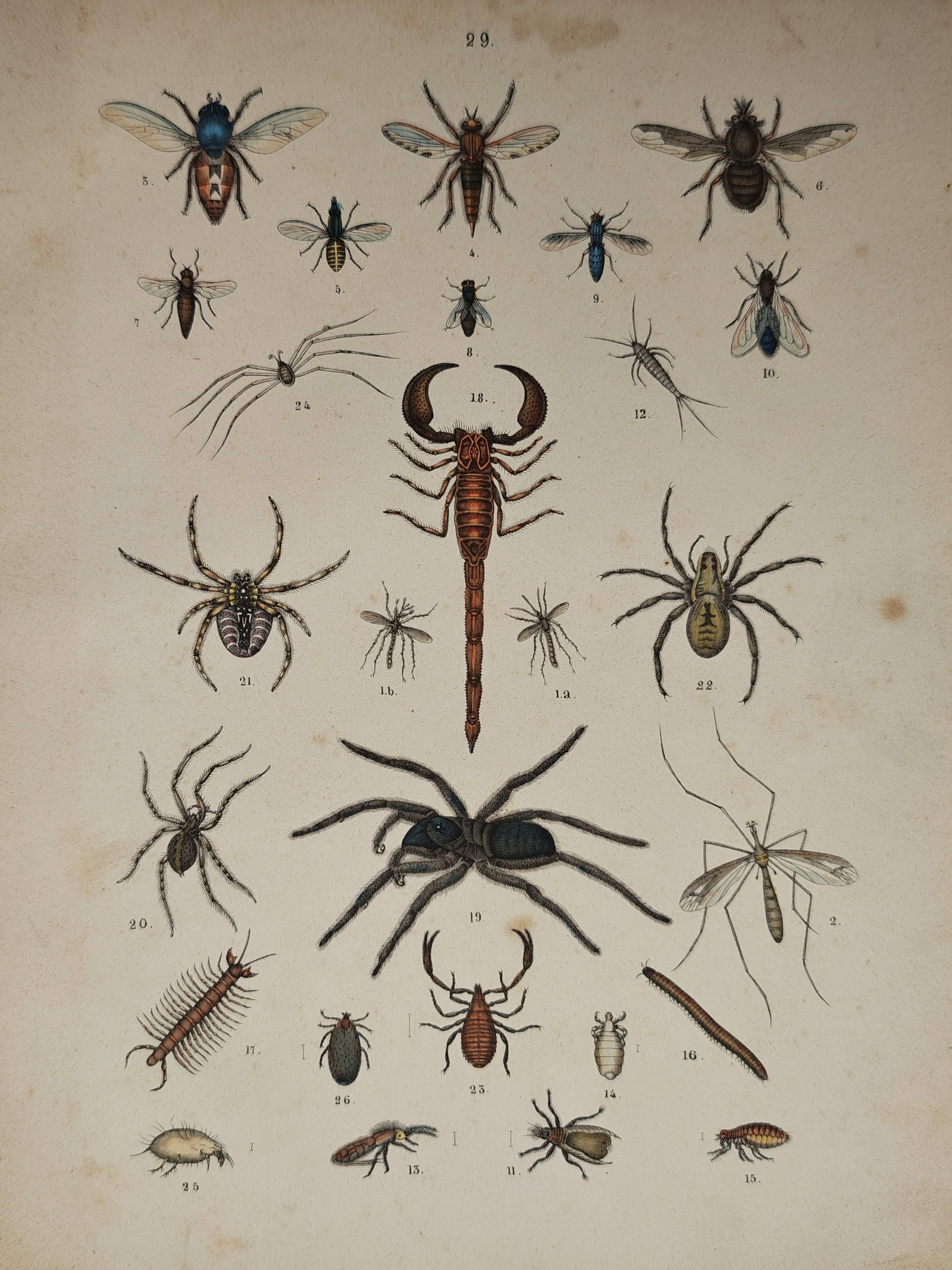 Traugott Bromme – Various Insect and Arachnid Species – Lithograph (19th Century) (1 of 2)