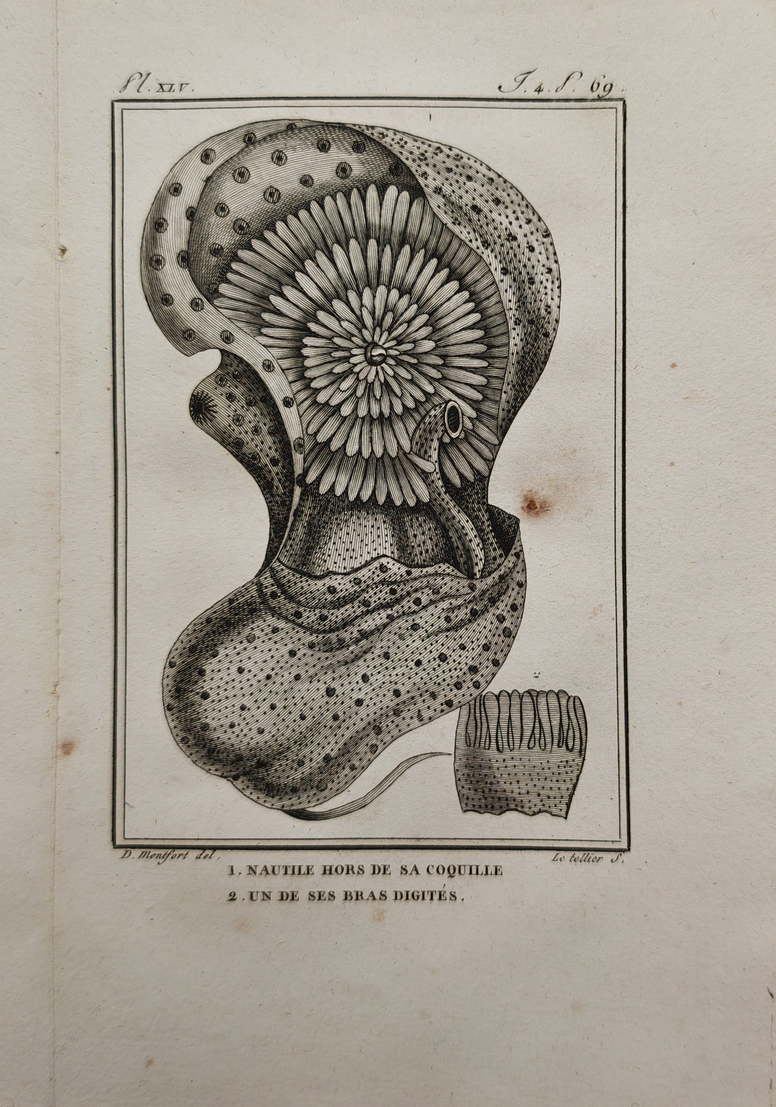 Georges-Louis Leclerc de Buffon – Nautilus Out of its Shell – Engraving (18th Century): "Nautilus Out of its Shell" This engraving displays a detailed malacological study showing a nautilus mollusk removed from its shell to reveal its soft anatomy and tentacles. The eighteenth-century pl