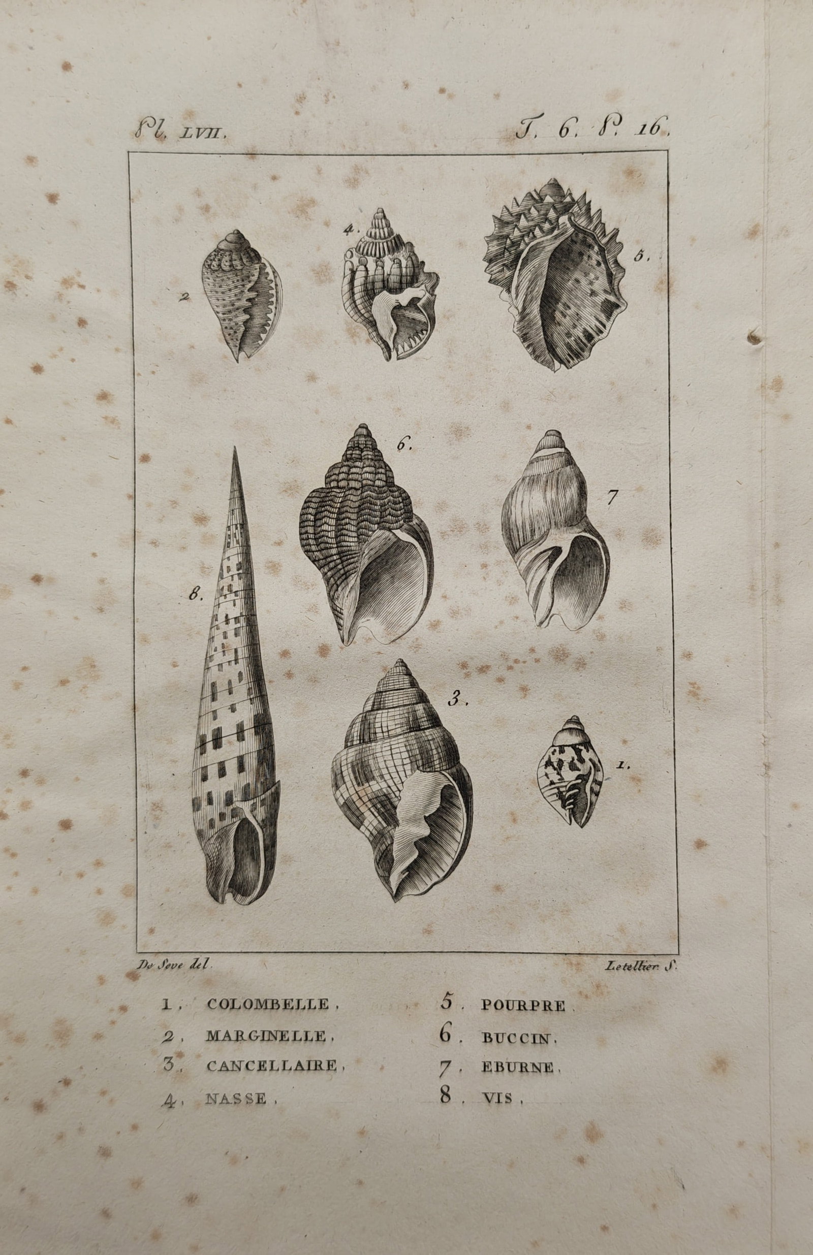 Georges-Louis Leclerc de Buffon – Conchological Study of Marine Gastropod Shells – Engraving: "Columbella, Marginella, Cancellaria, Nassa, Purpura, Buccinum, Eburna, and Turritella" presents an eighteenth-century conchological survey illustrating varied marine snail shells, showcasing diverse 