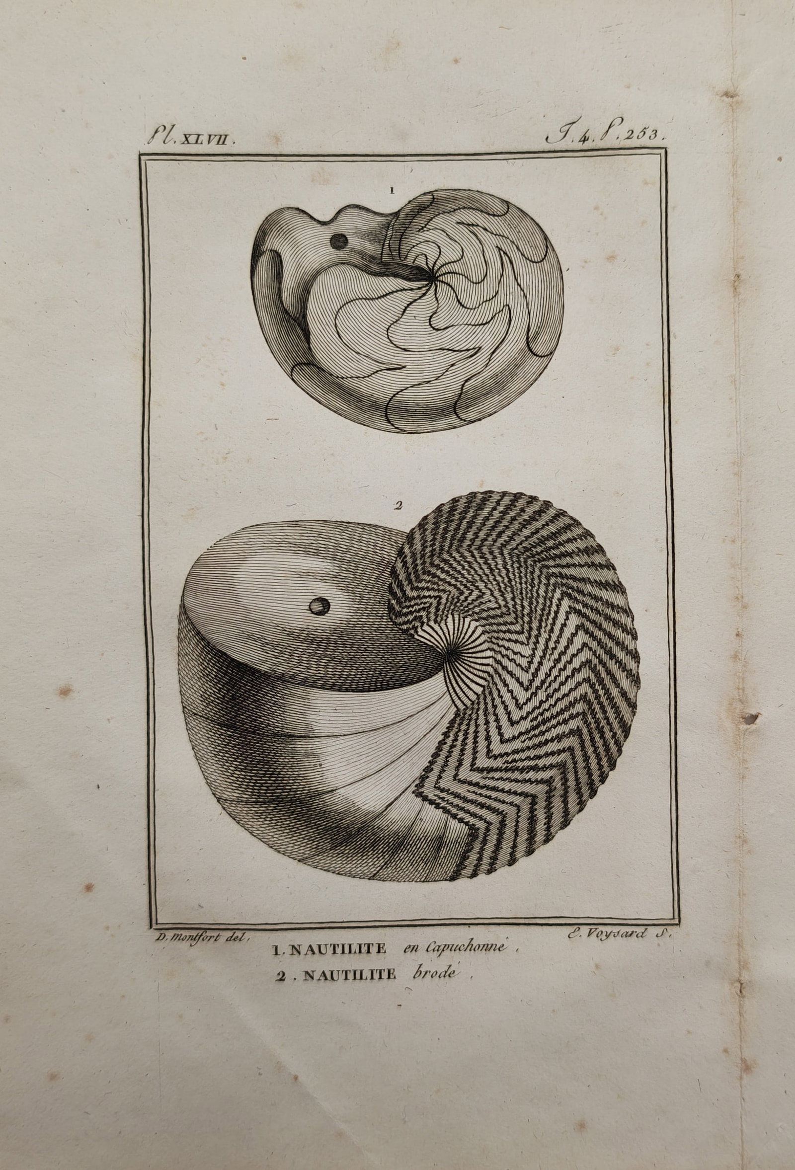 Georges-Louis Leclerc de Buffon – Hooded and Embroidered Nautilus Shells – Engraving: "Hooded and Embroidered Nautilus Shells" This engraving displays a malacological study illustrating two distinct fossil nautilus specimens with detailed undulating sutures and ribbed surface textures.